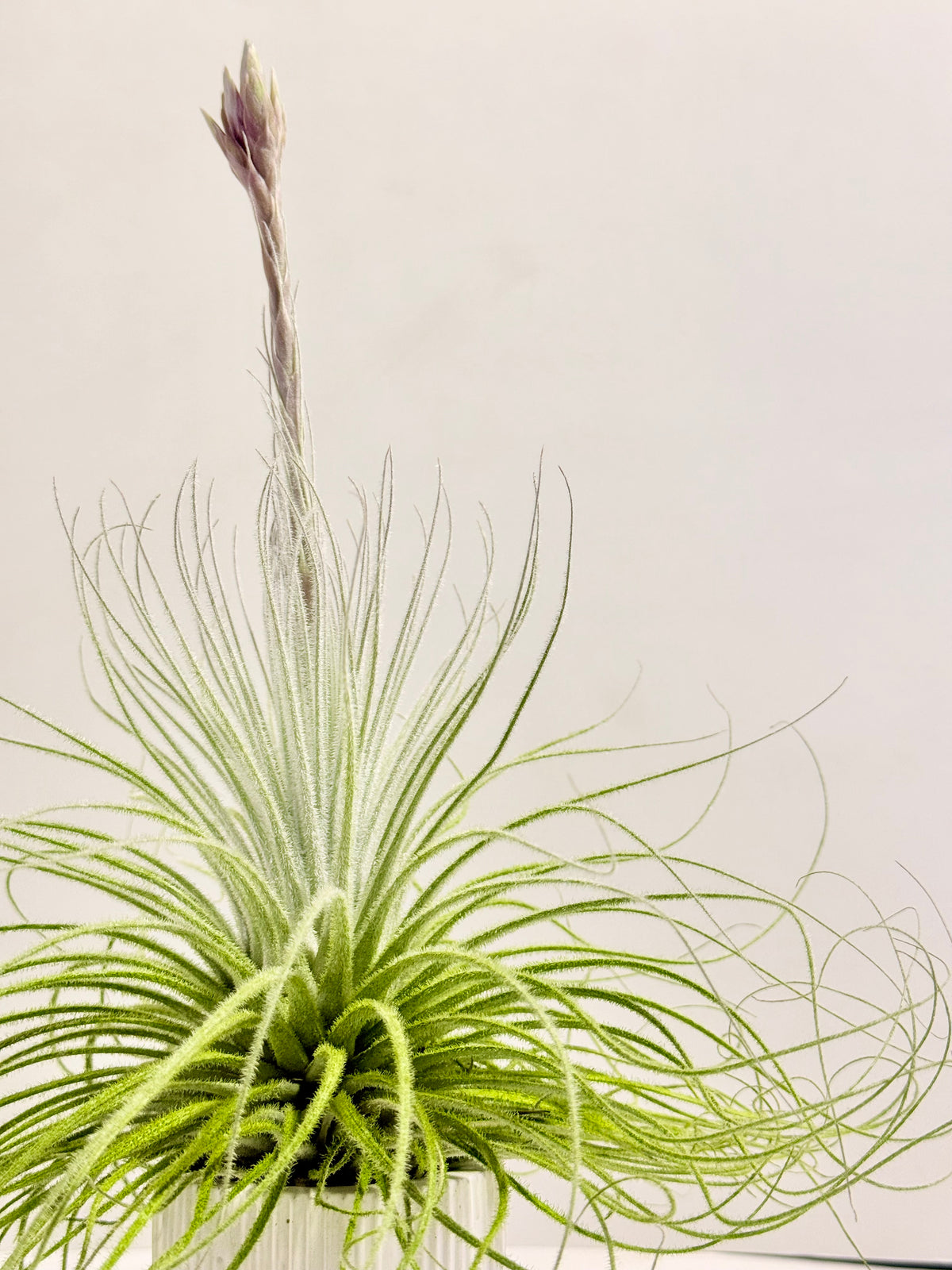 Tillandsia tectorum XL + matera