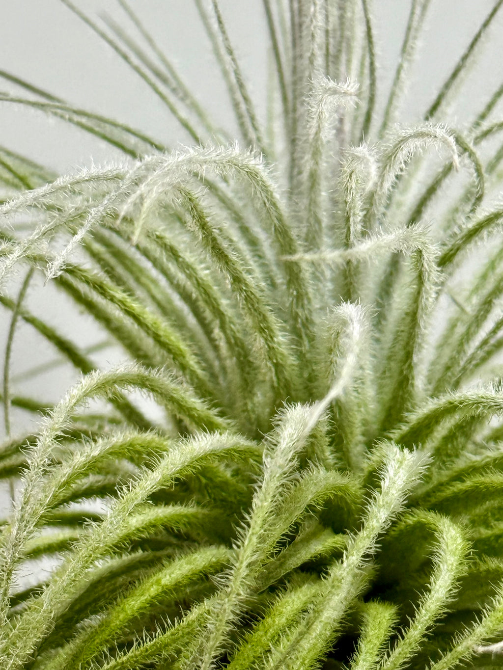 Tillandsia  Tectorum + matera blanca