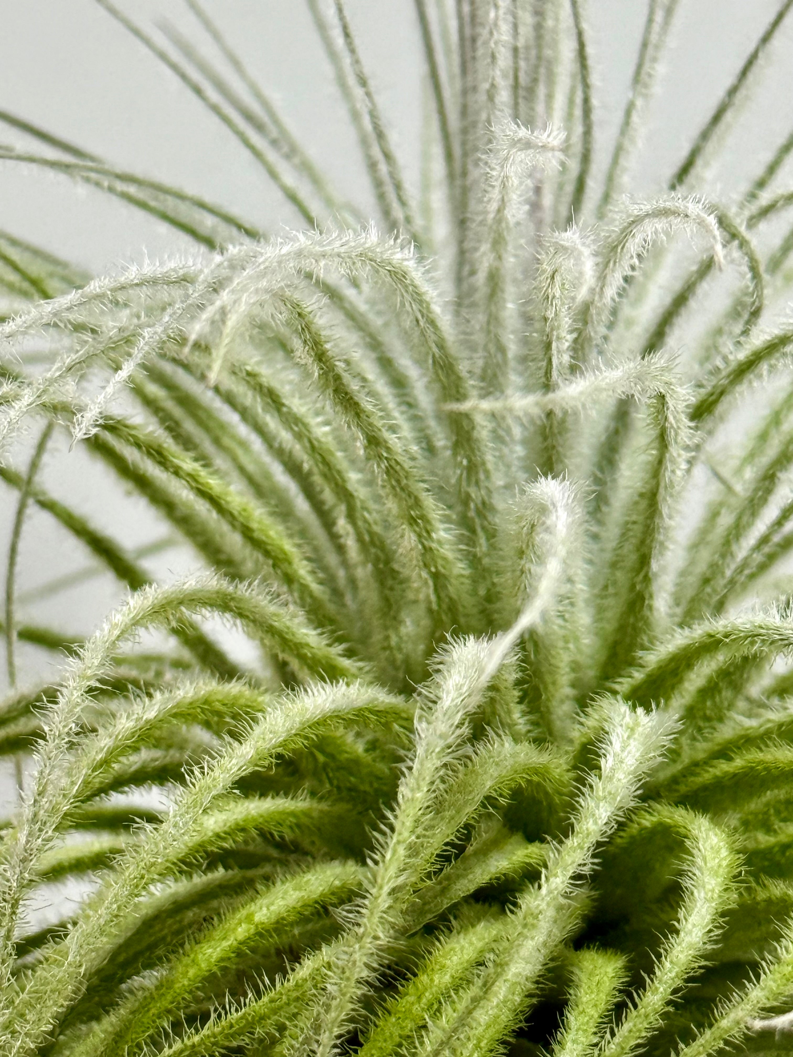 Tillandsia  Tectorum + matera blanca