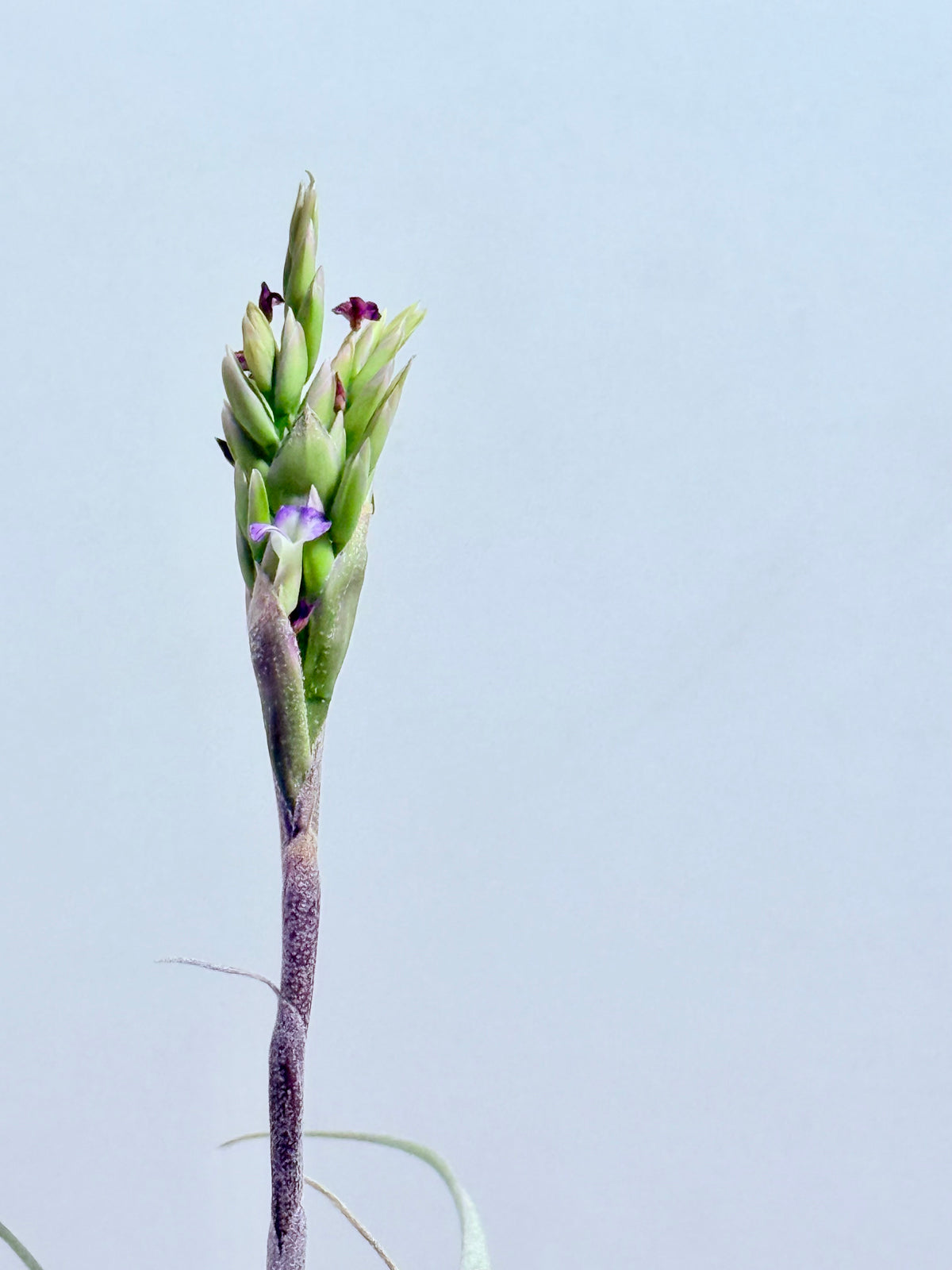 Tillandsia Purpúrea + base teca