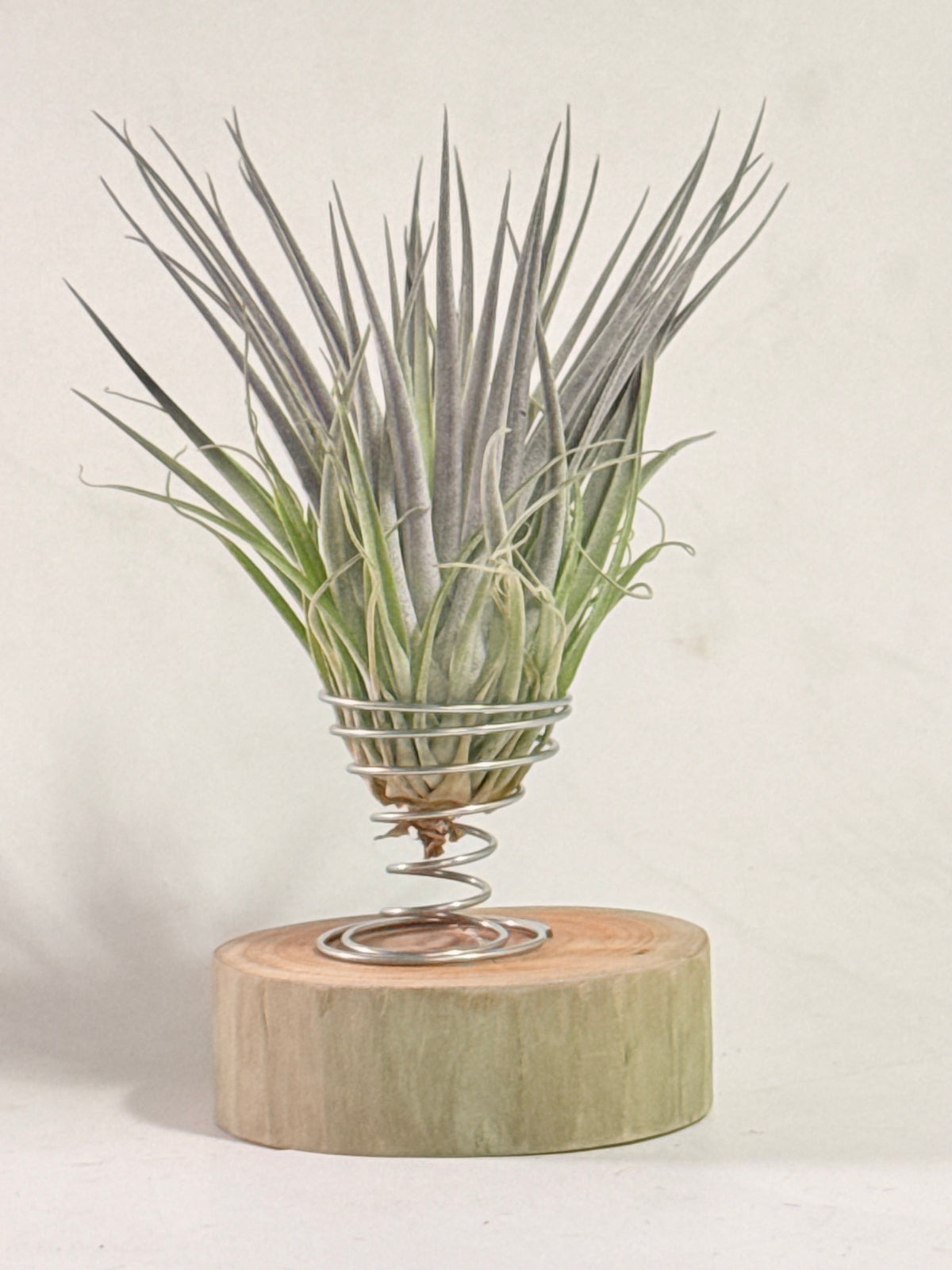 Till. Plagiotropica purple + madera + espiral