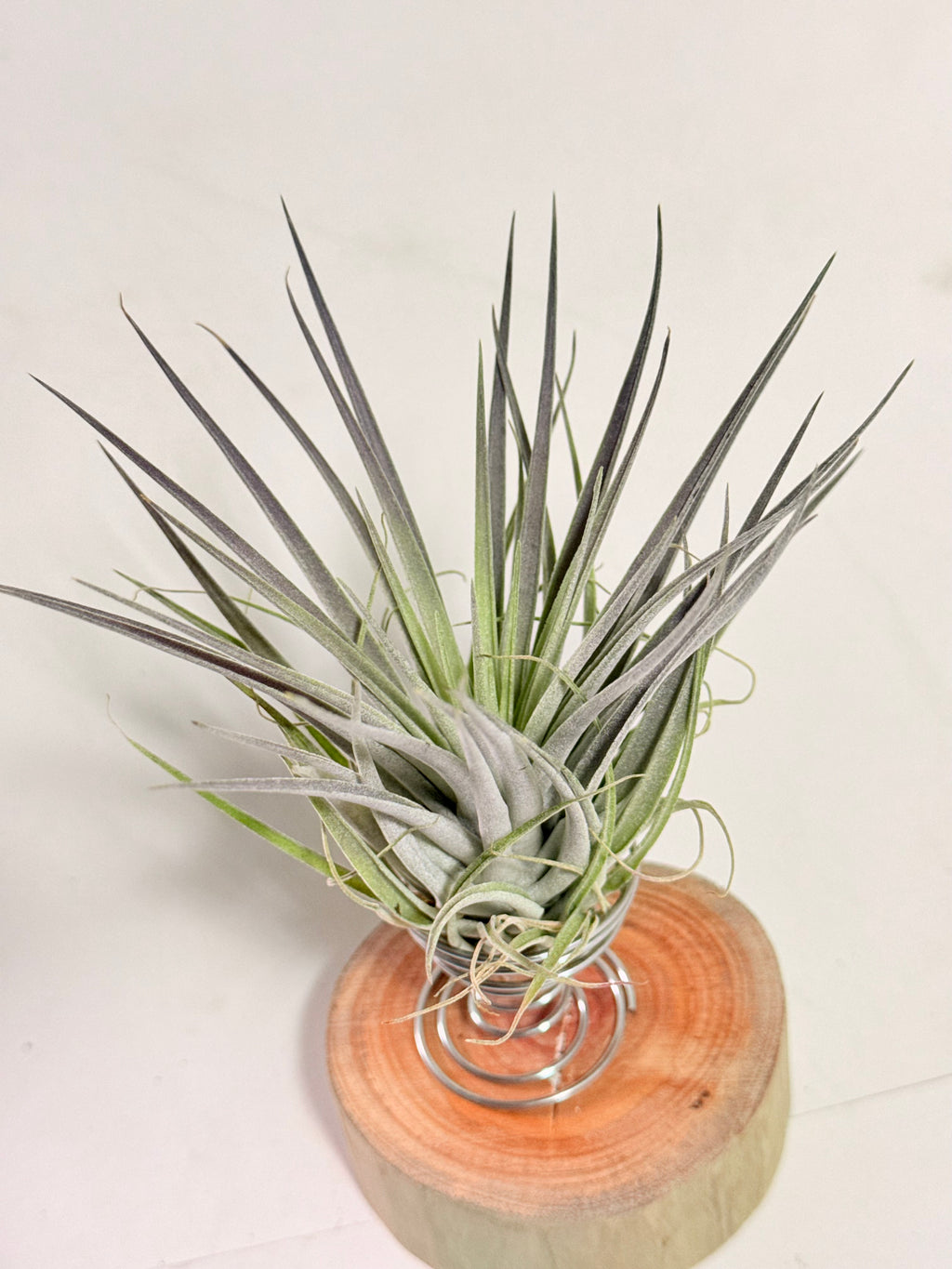 Till. Plagiotropica purple + madera + espiral