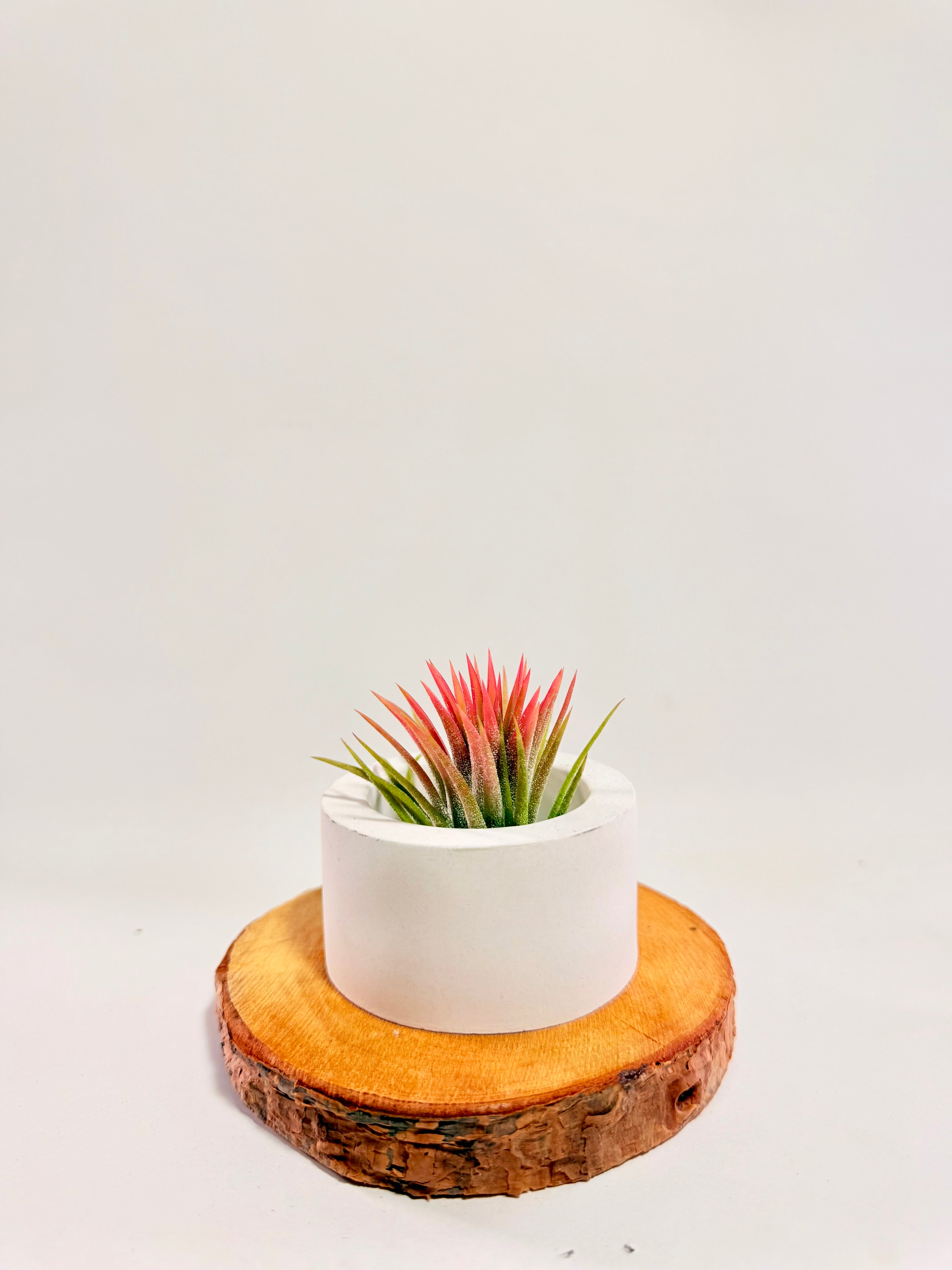 Tillandsia  Ionantha red matera redonda