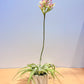 Till. Cacticola regular form