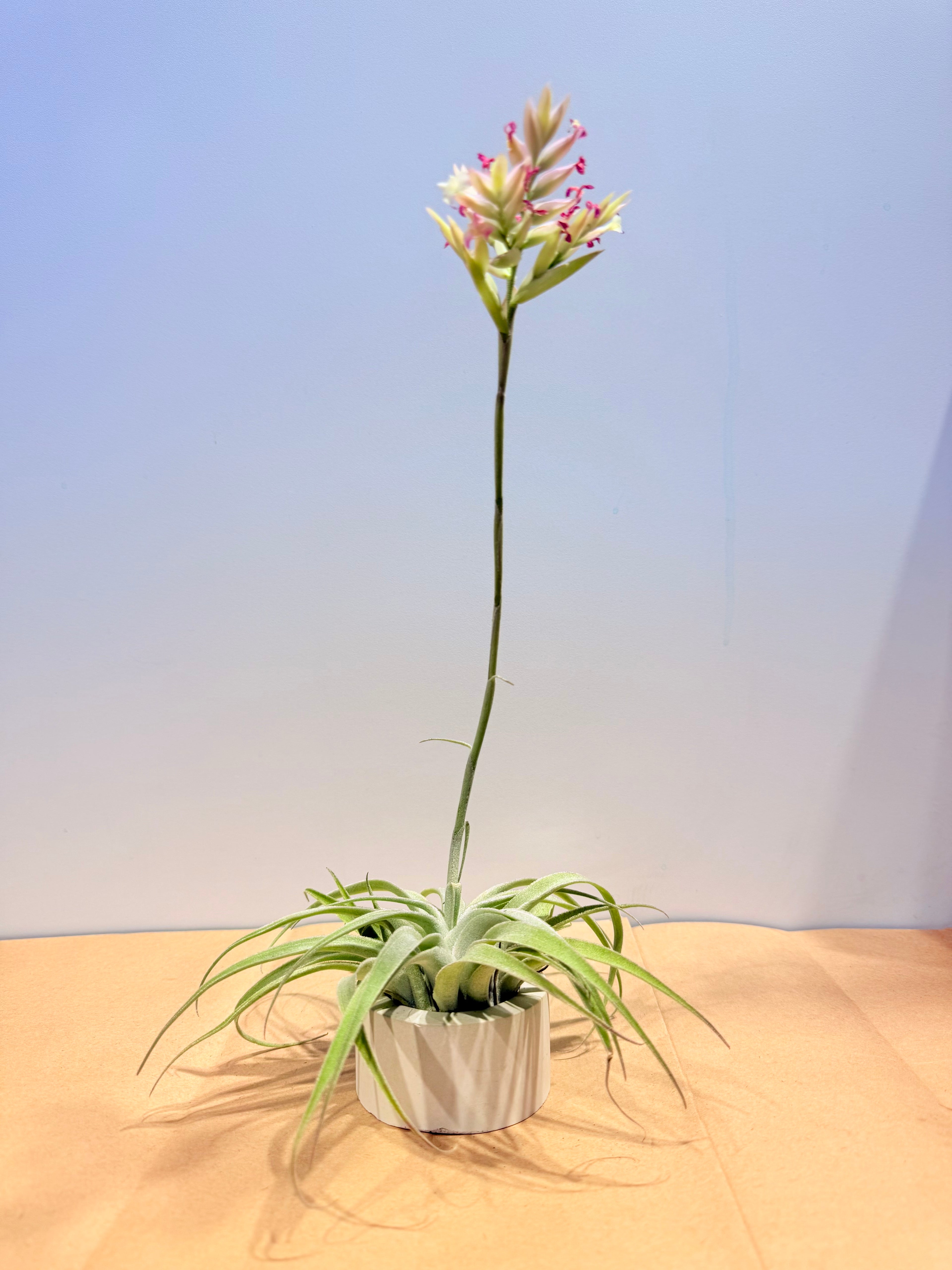 Tillandsia  Cacticola regular form