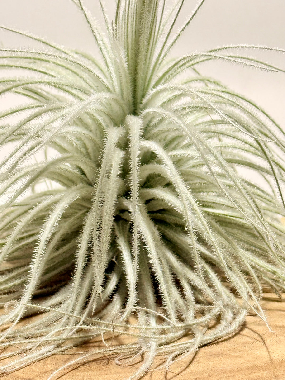 Kit Tillandsia tectorum M + fertilizante