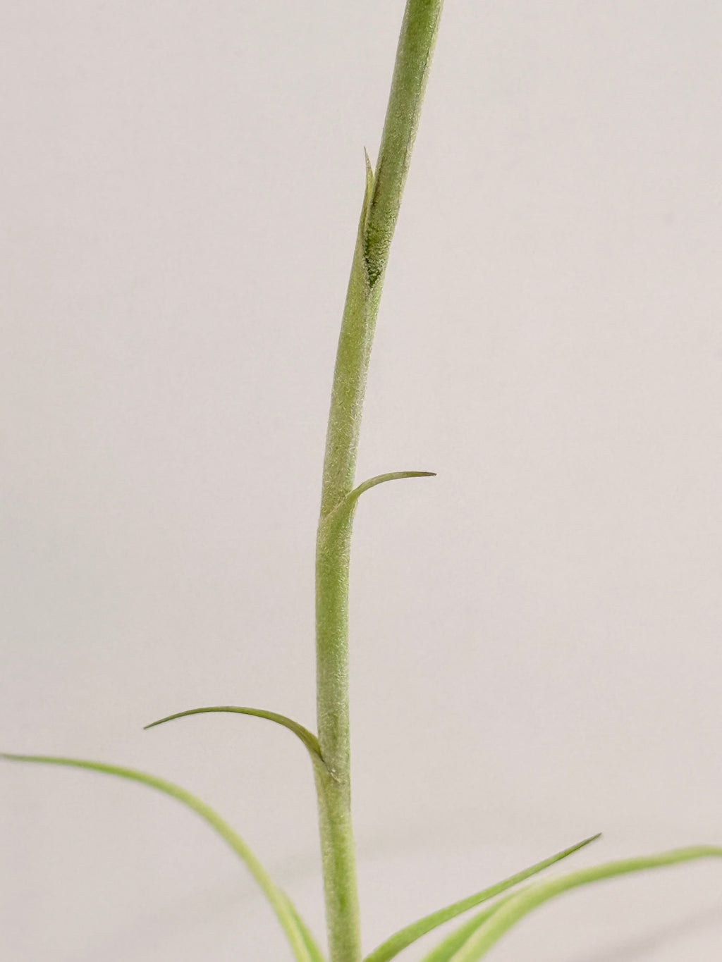 Tillandsia Cacticola regular form botón