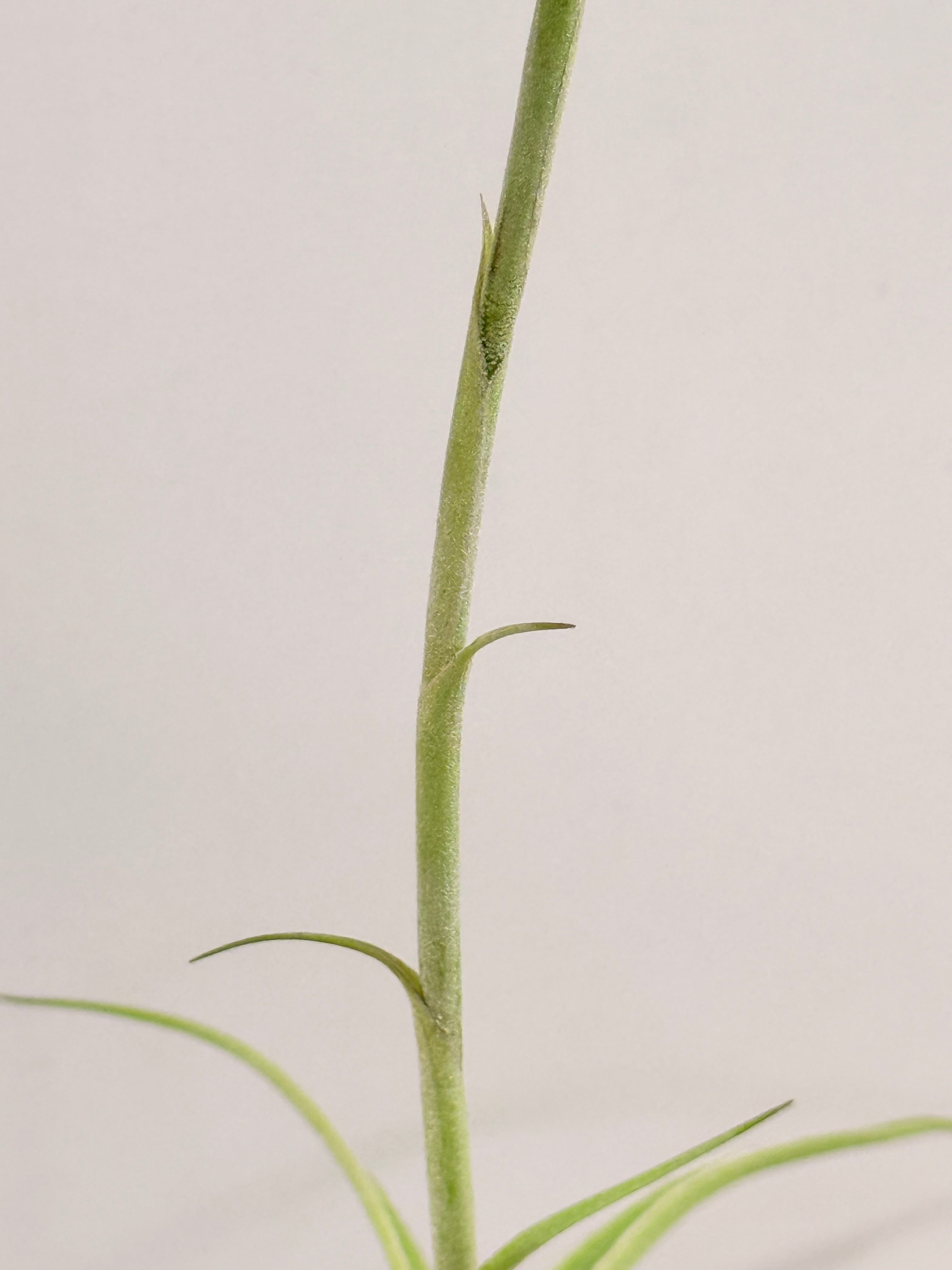 Tillandsia Cacticola regular form botón
