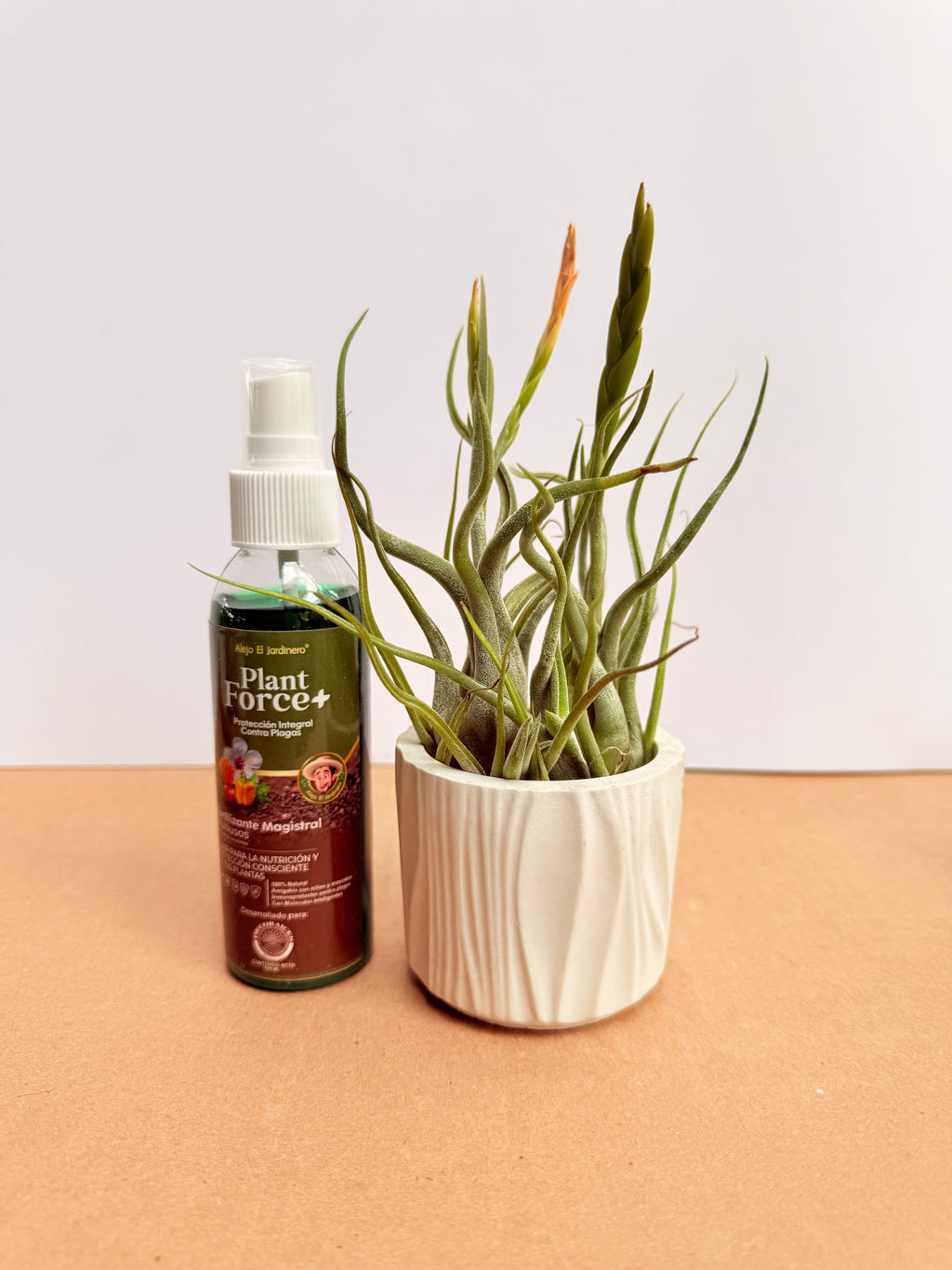 Kit Till. Caput medusae x2+ plant force + matera