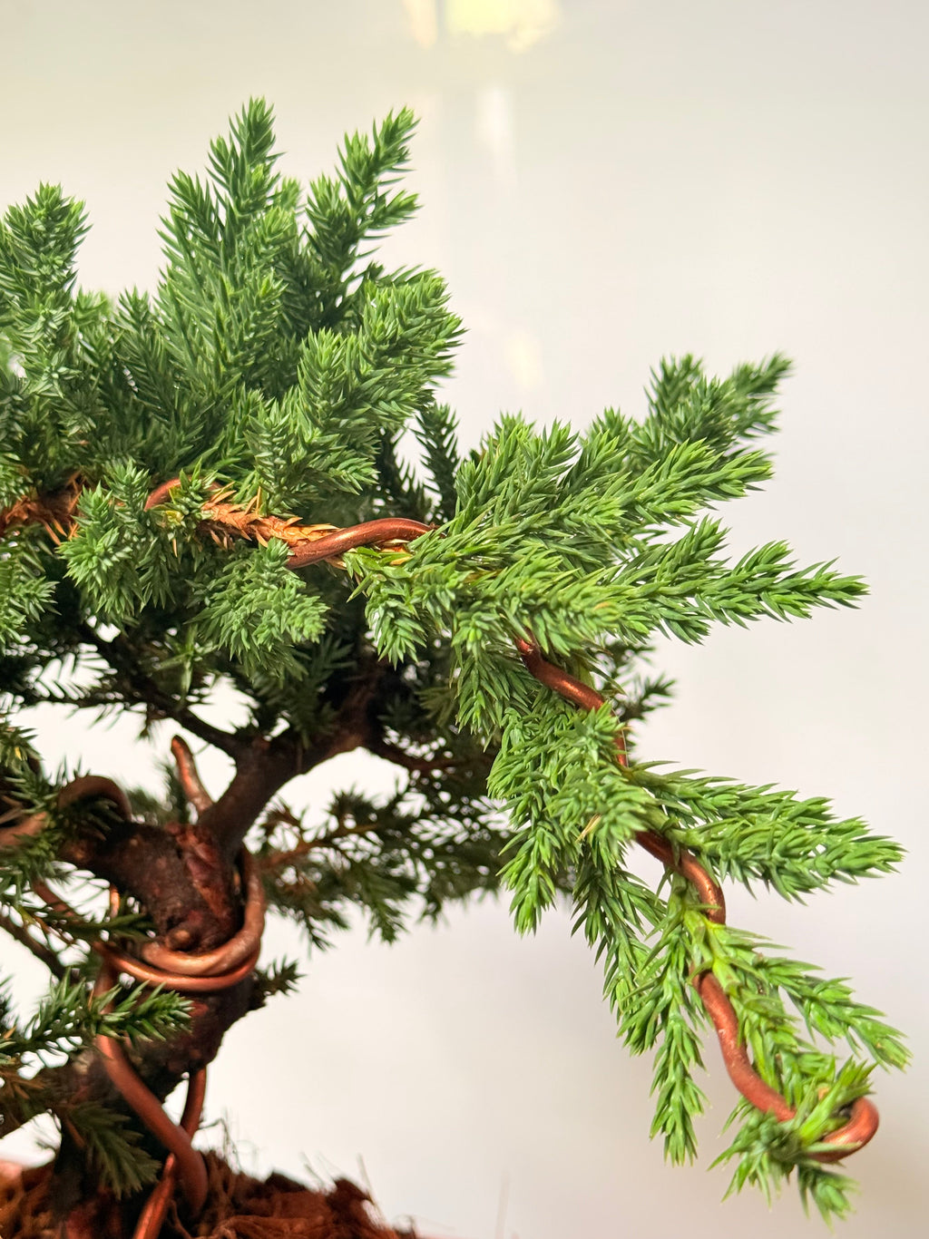 Bonsai pino rastrero alambrado