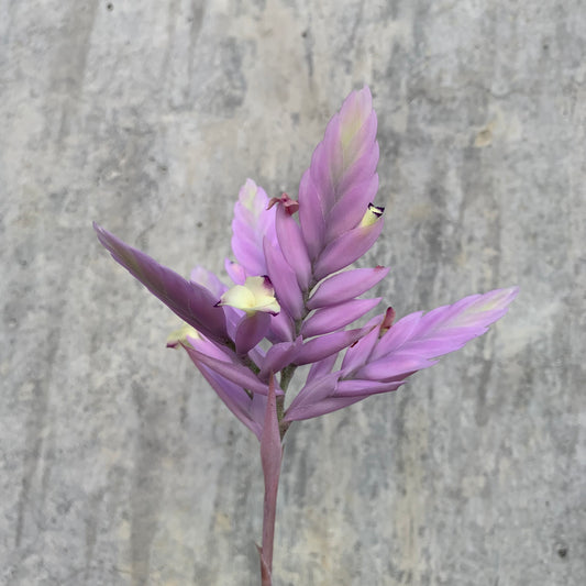 Till. Cacticola regular form