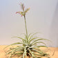 Cacticola thin leaf