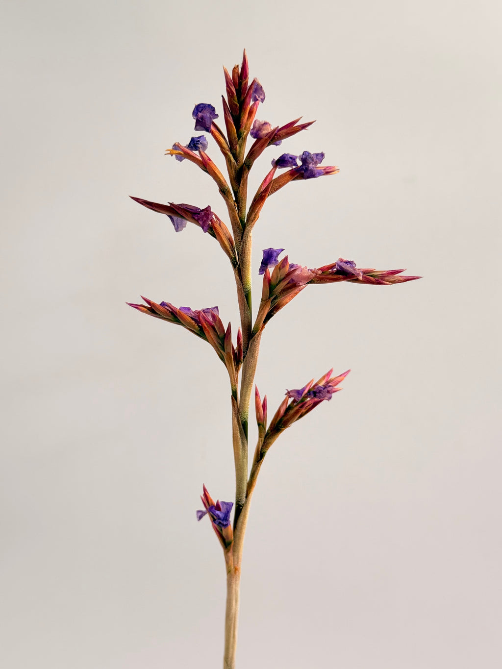 Tillandsia  Streptocarpa