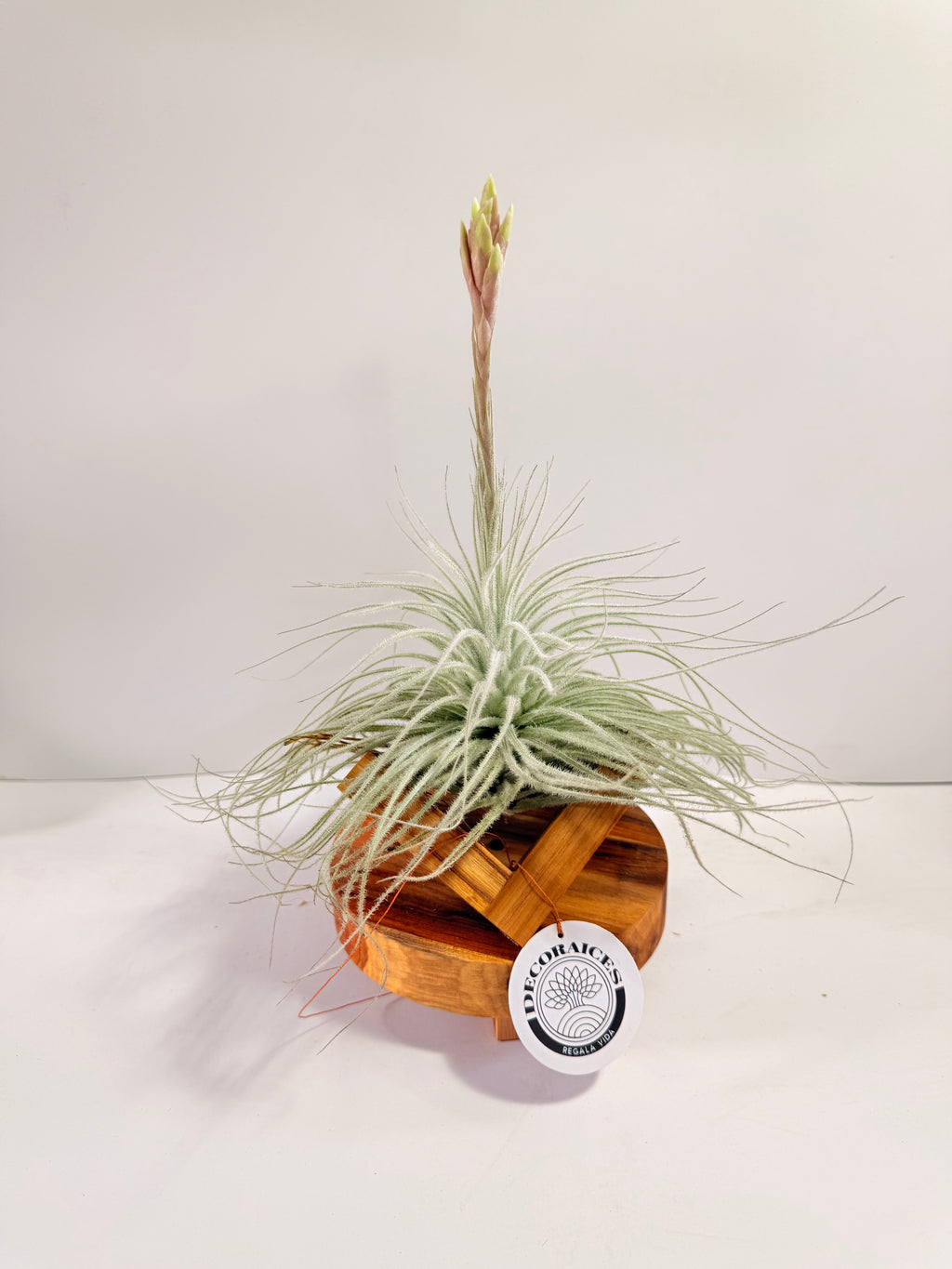 Till. Tectorum + base teca