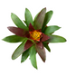 koke Bromelia Guzm. Fary