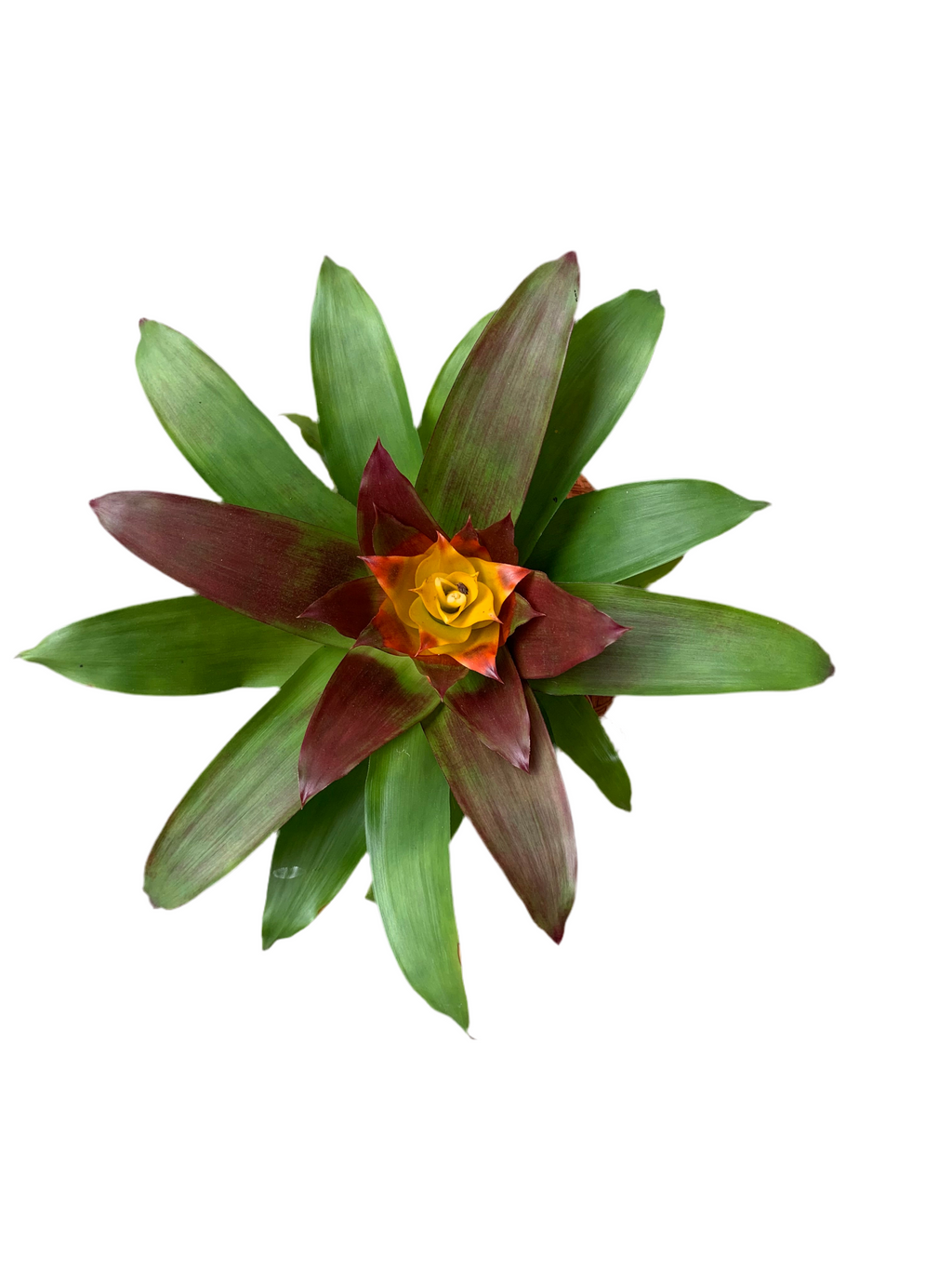 koke Bromelia Guzm. Fary