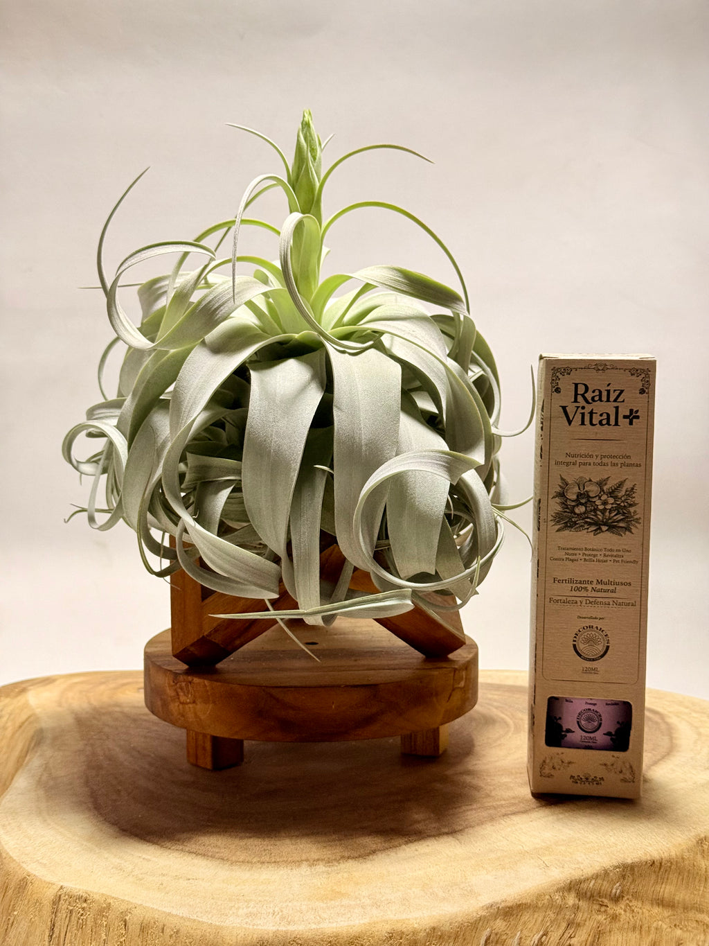 Kit Till. Xerographica XL con botón + fertilizante