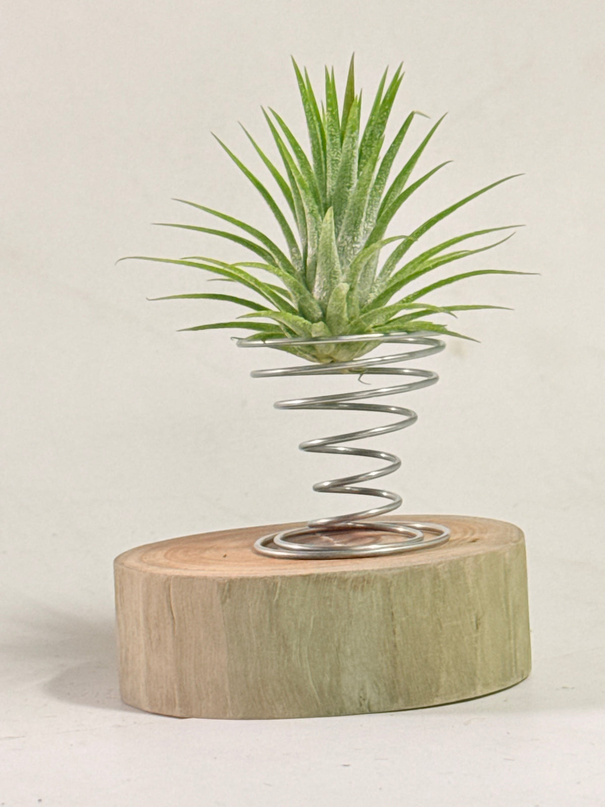 Till. Ionantha + madera + espiral