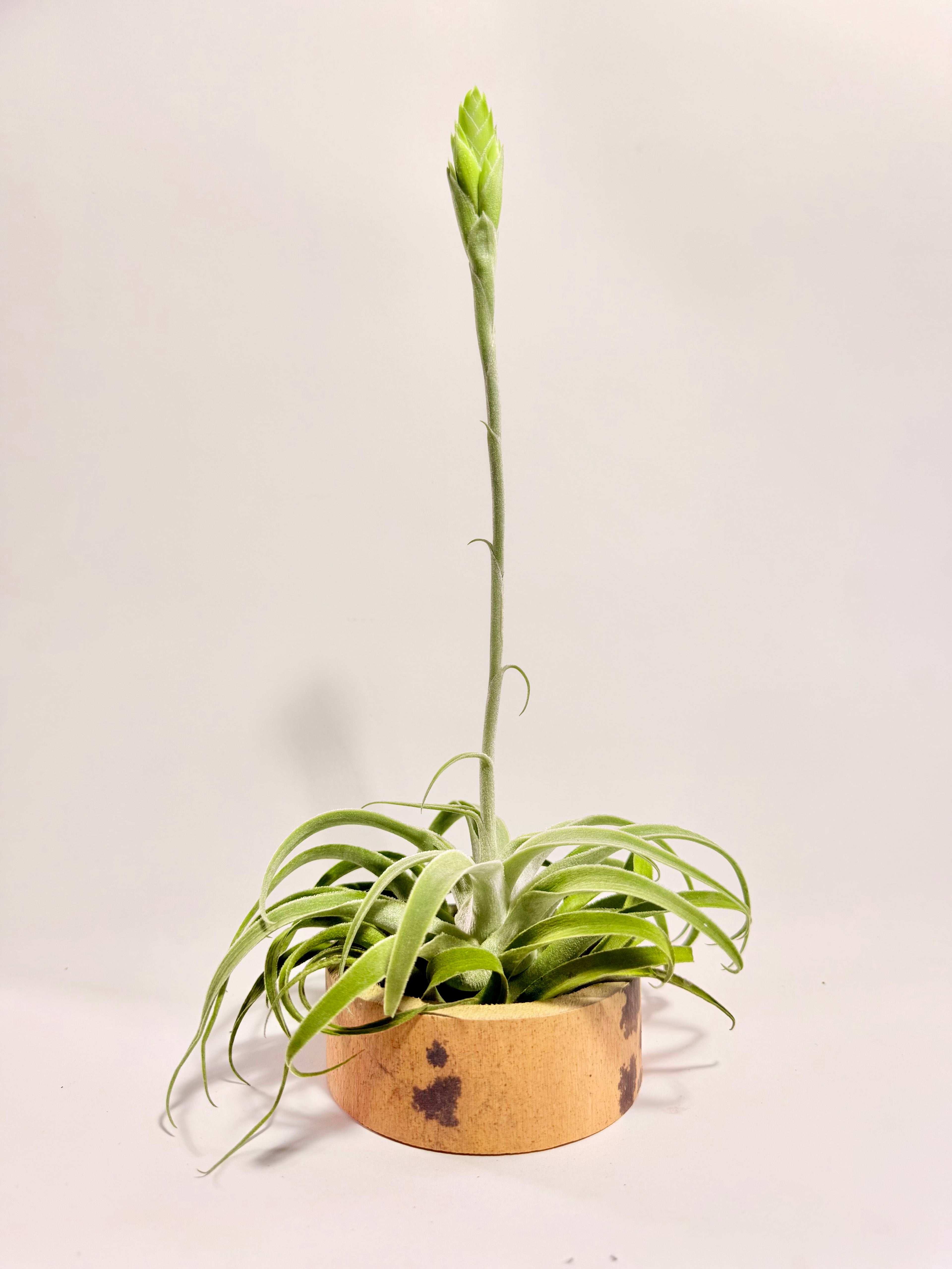 Tillandsia Cacticola regular form botón