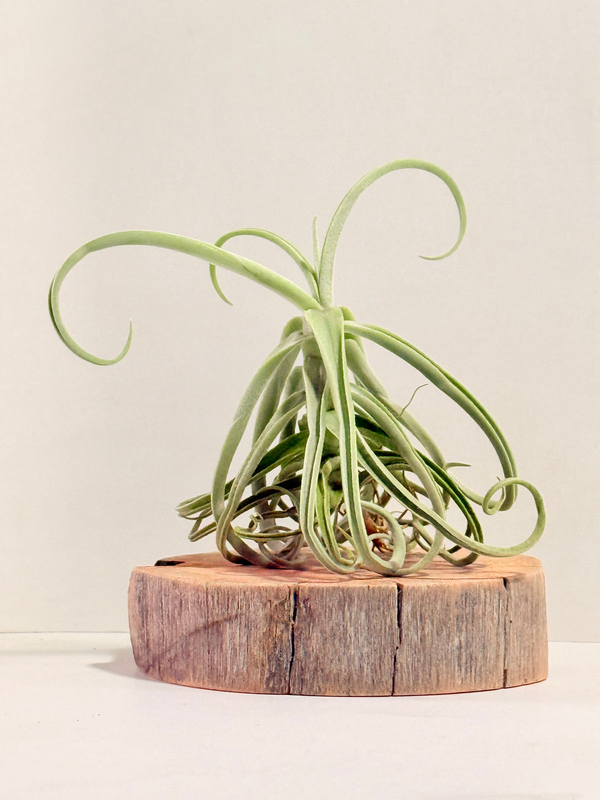 Tillandsia Duratii S + Rodaja de Madera