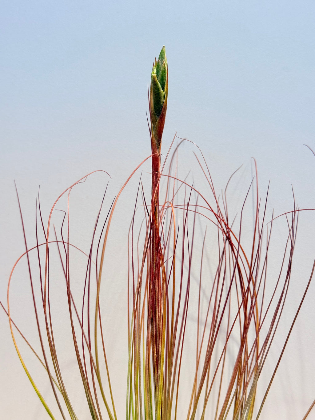 Till. Juncea + matera