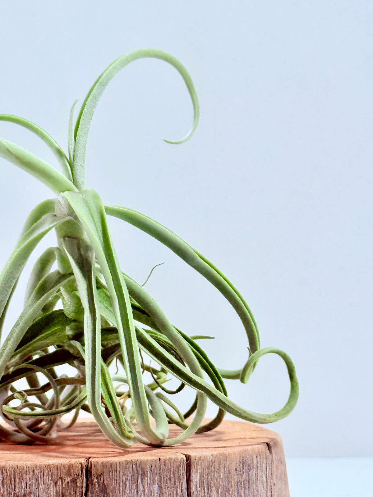 Tillandsia Duratii S + Rodaja de Madera