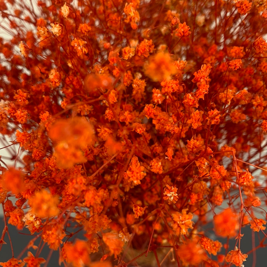 Kokedama flores yipsufilia naranja