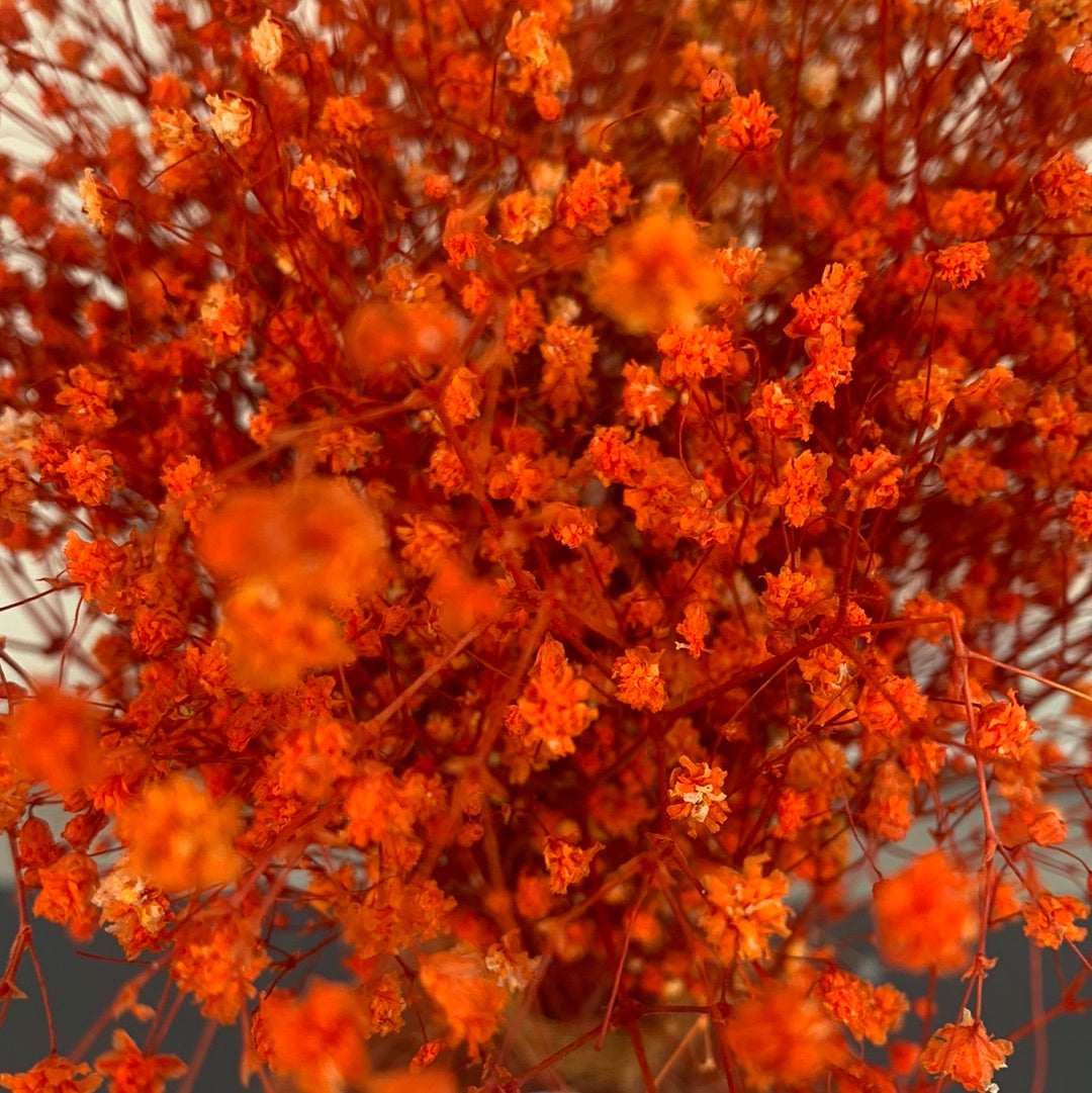 Kokedama flores yipsufilia naranja
