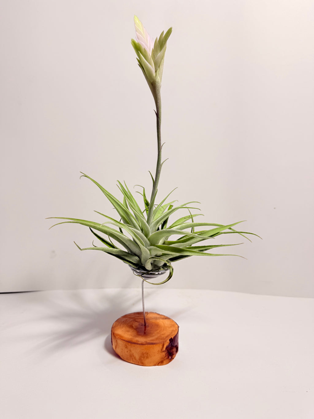 Tillandsia Cacticola regular form botón