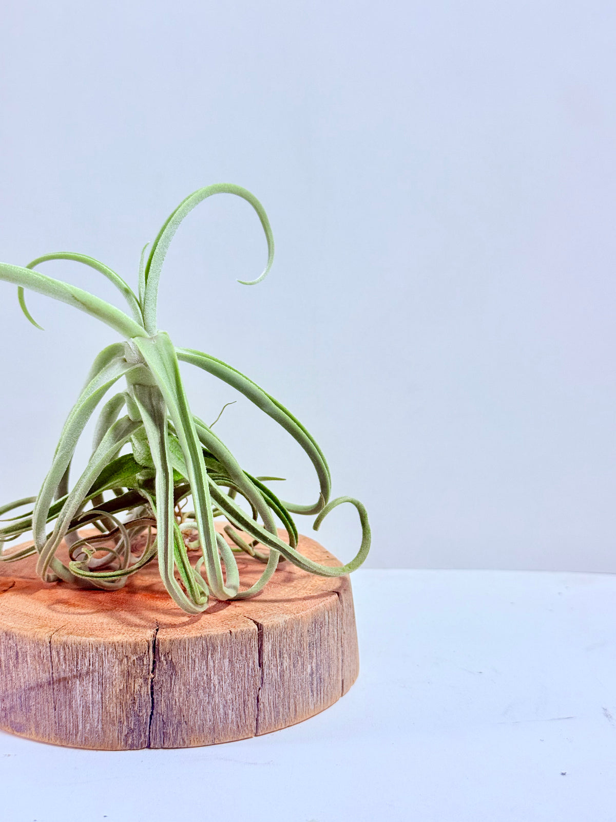 Tillandsia Duratii S + Rodaja de Madera