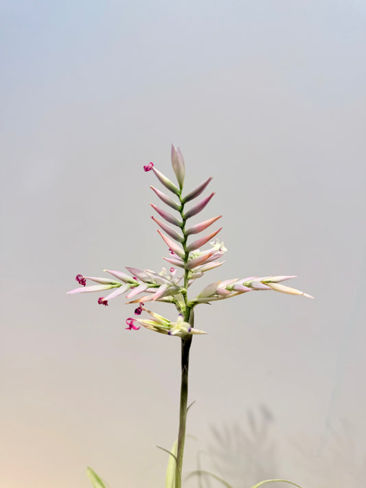 Cacticola thin leaf