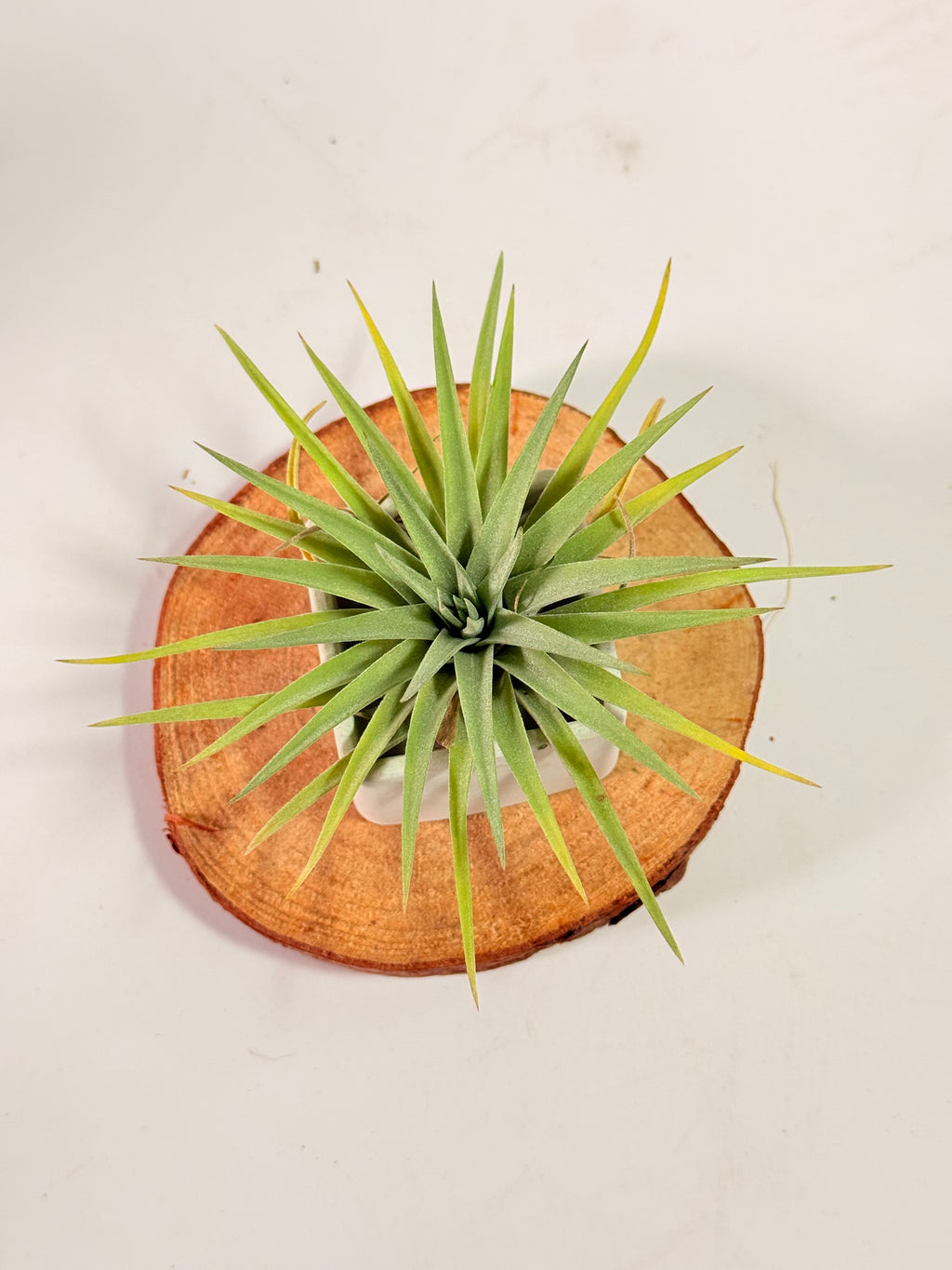 Tillandsia Plagiotropica