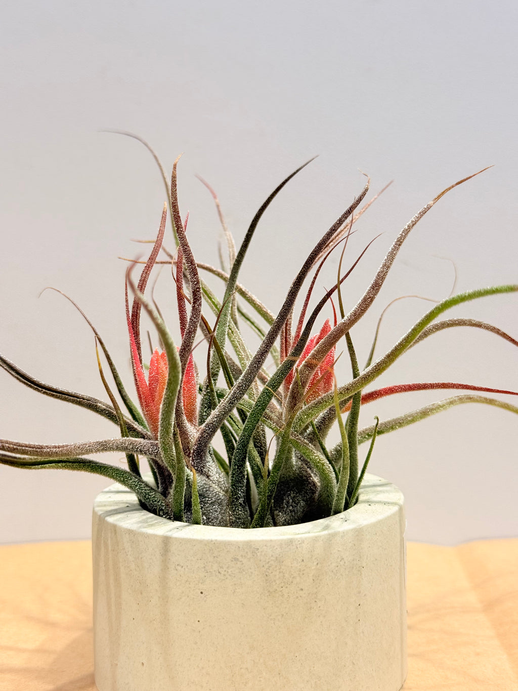 Till. Guatemala red mini x2 + matera