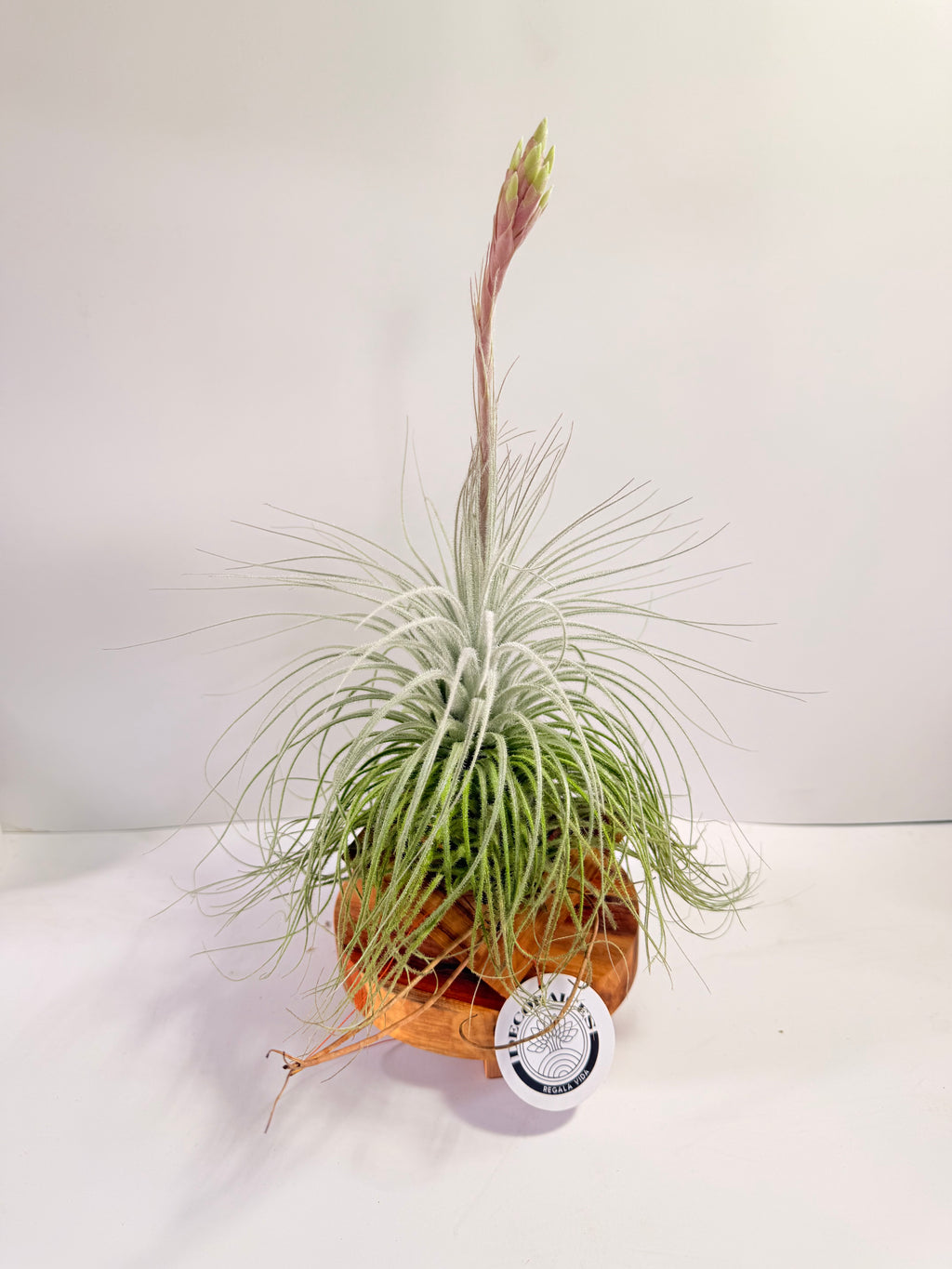 Till. Tectorum + base teca