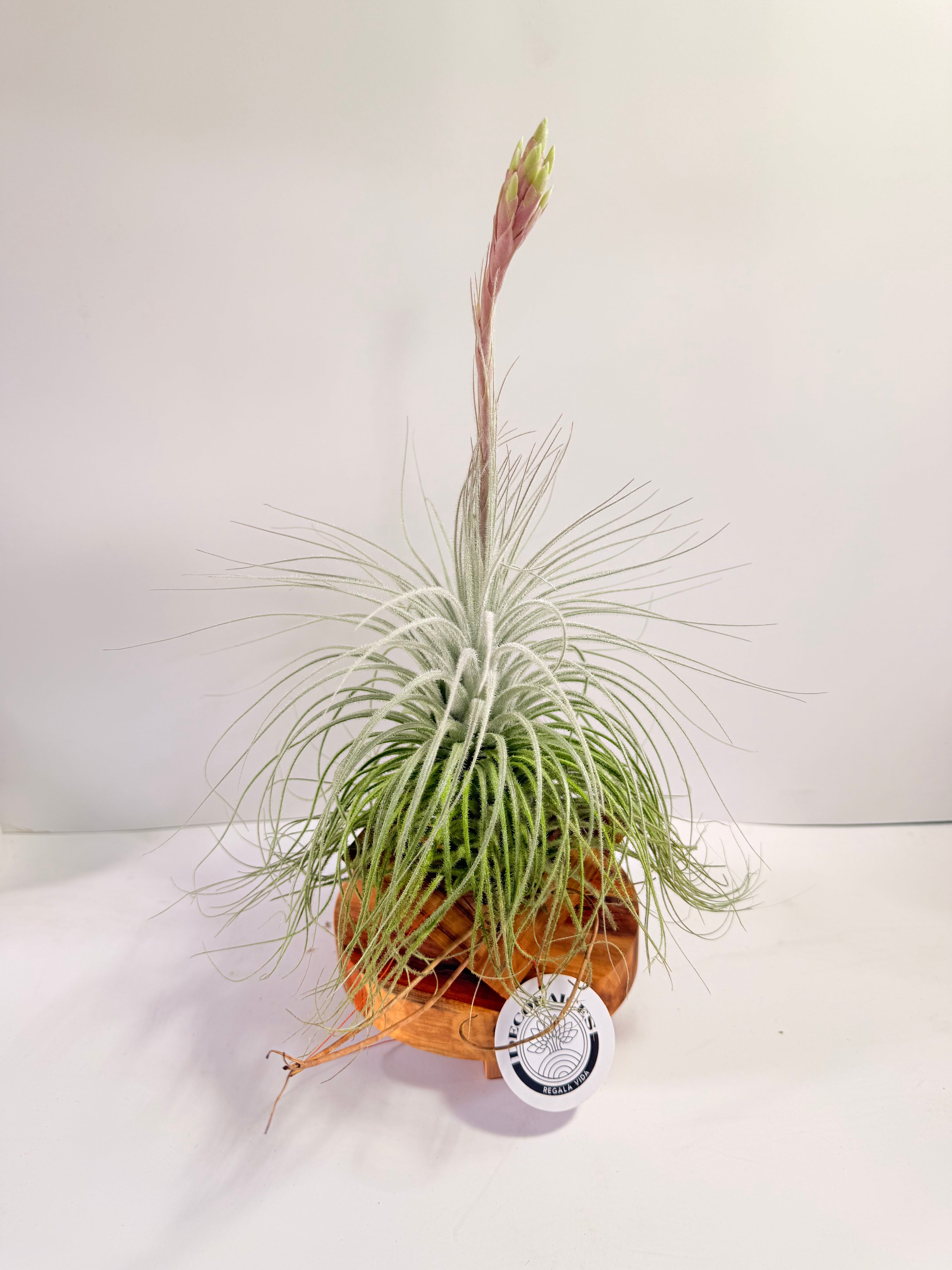 Till. Tectorum + base teca