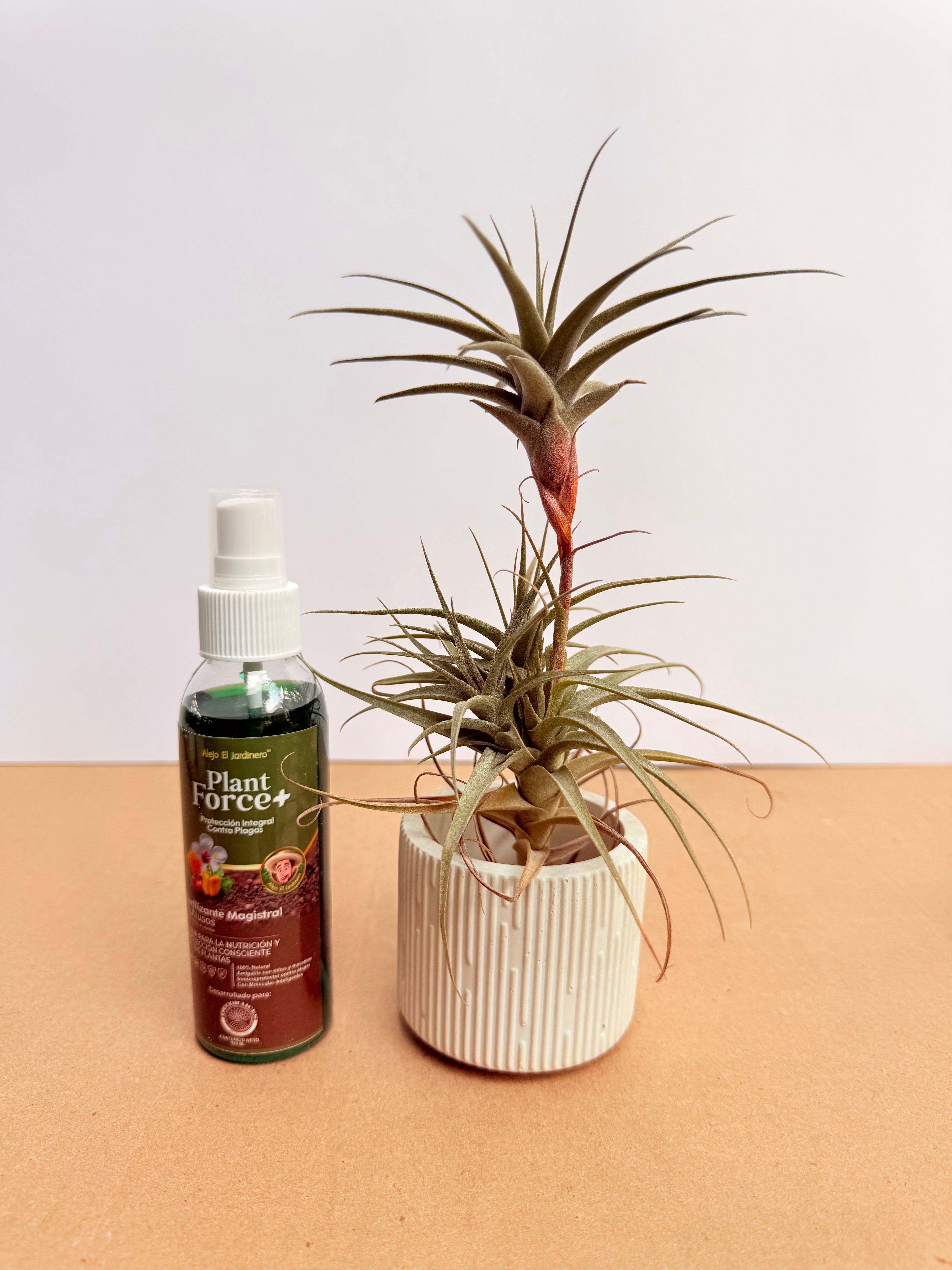 Kit Till. Mororum + plant force + matera