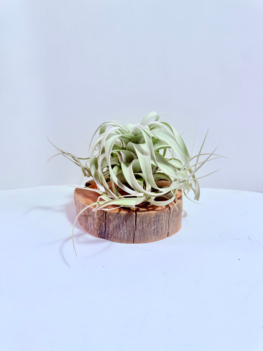 Till. Xerographica S + rodaja de madera