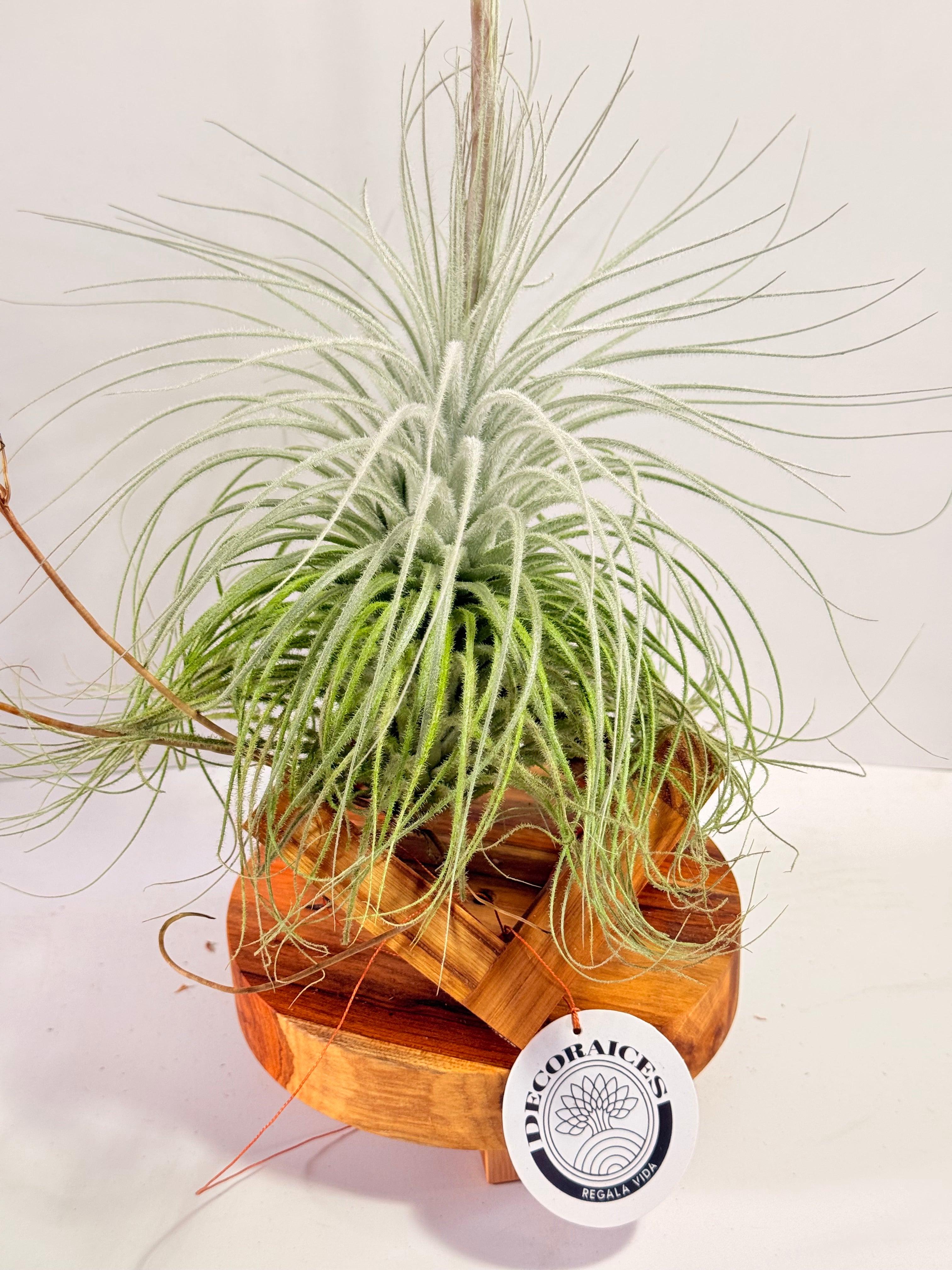 Till. Tectorum + base teca