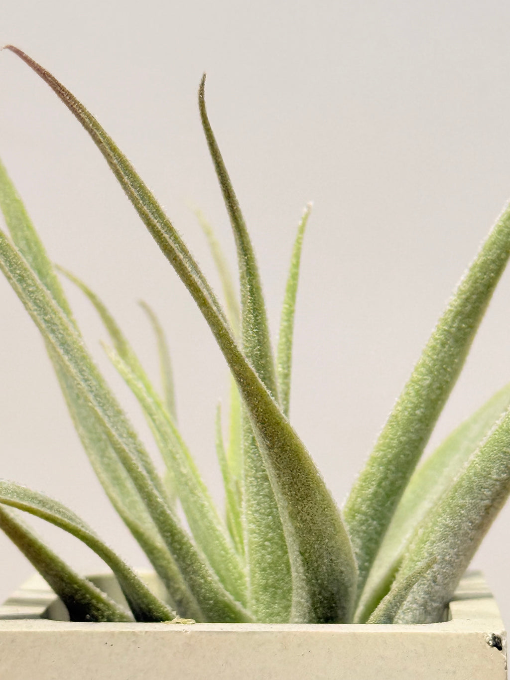 Till. Cacticola mini  + base