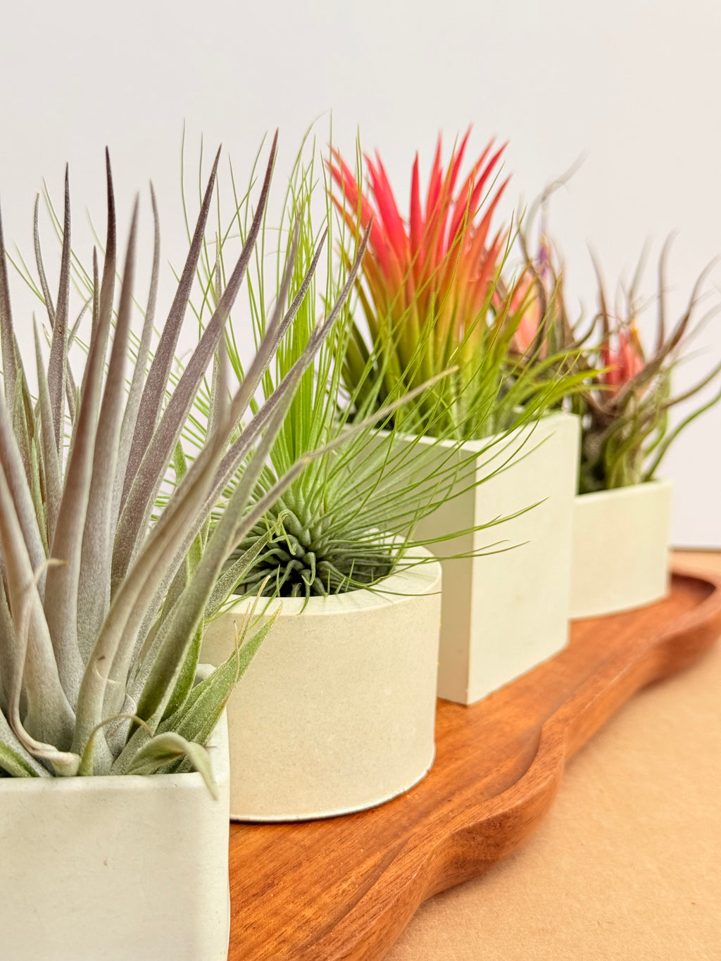 Kit Till. Mini 4x4 + materas + madera