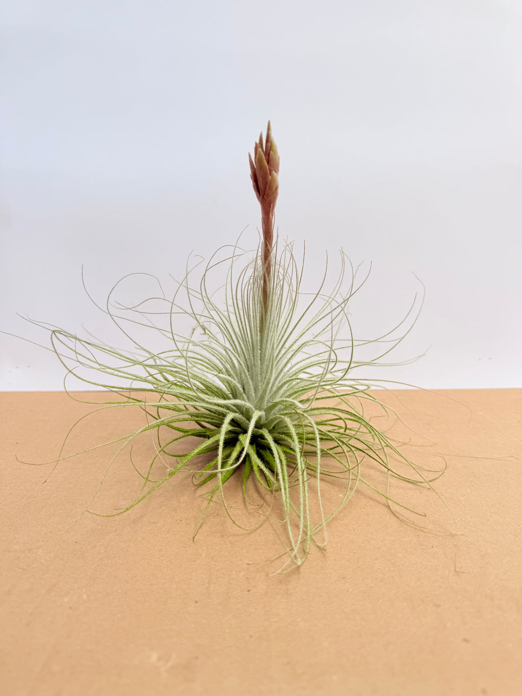 Tillandsia  Tectorum