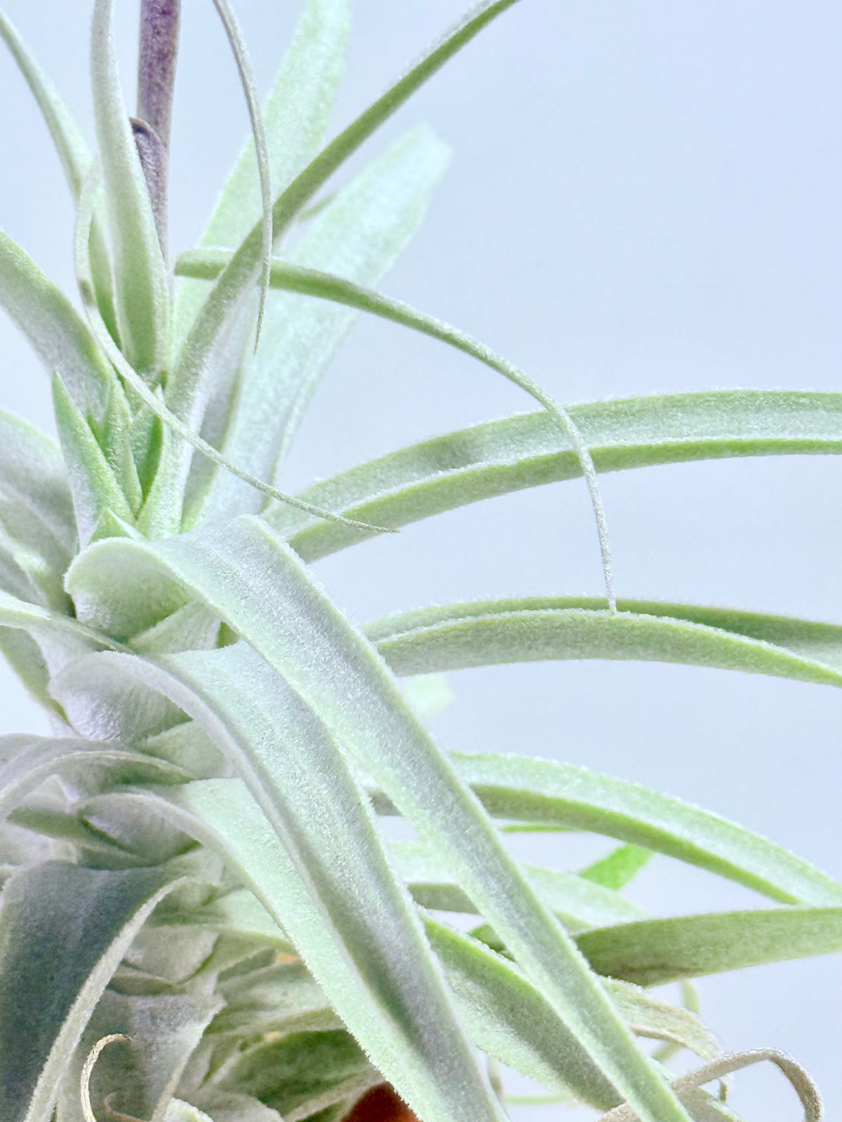Tillandsia Purpúrea + base teca
