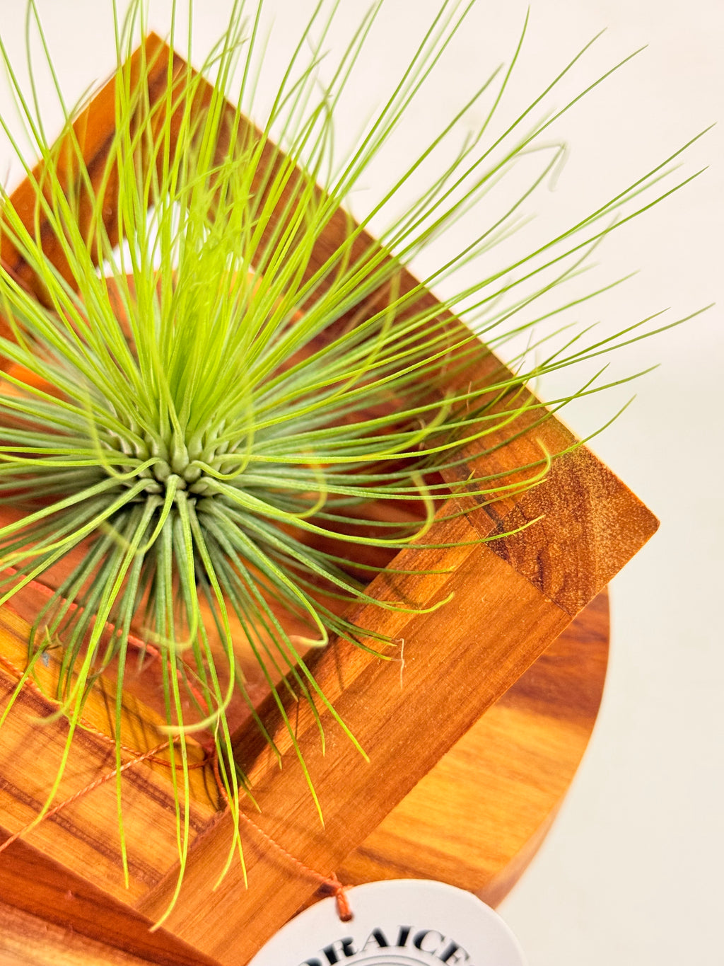 Tillandsia  Andreana M + matera