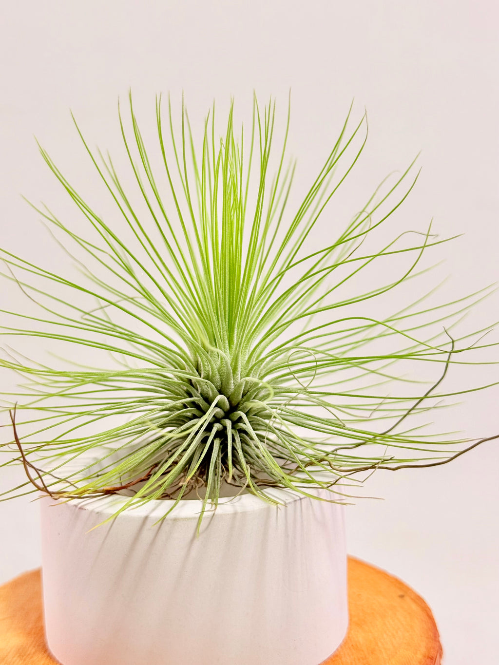 Tillandsia  Andreana M + matera