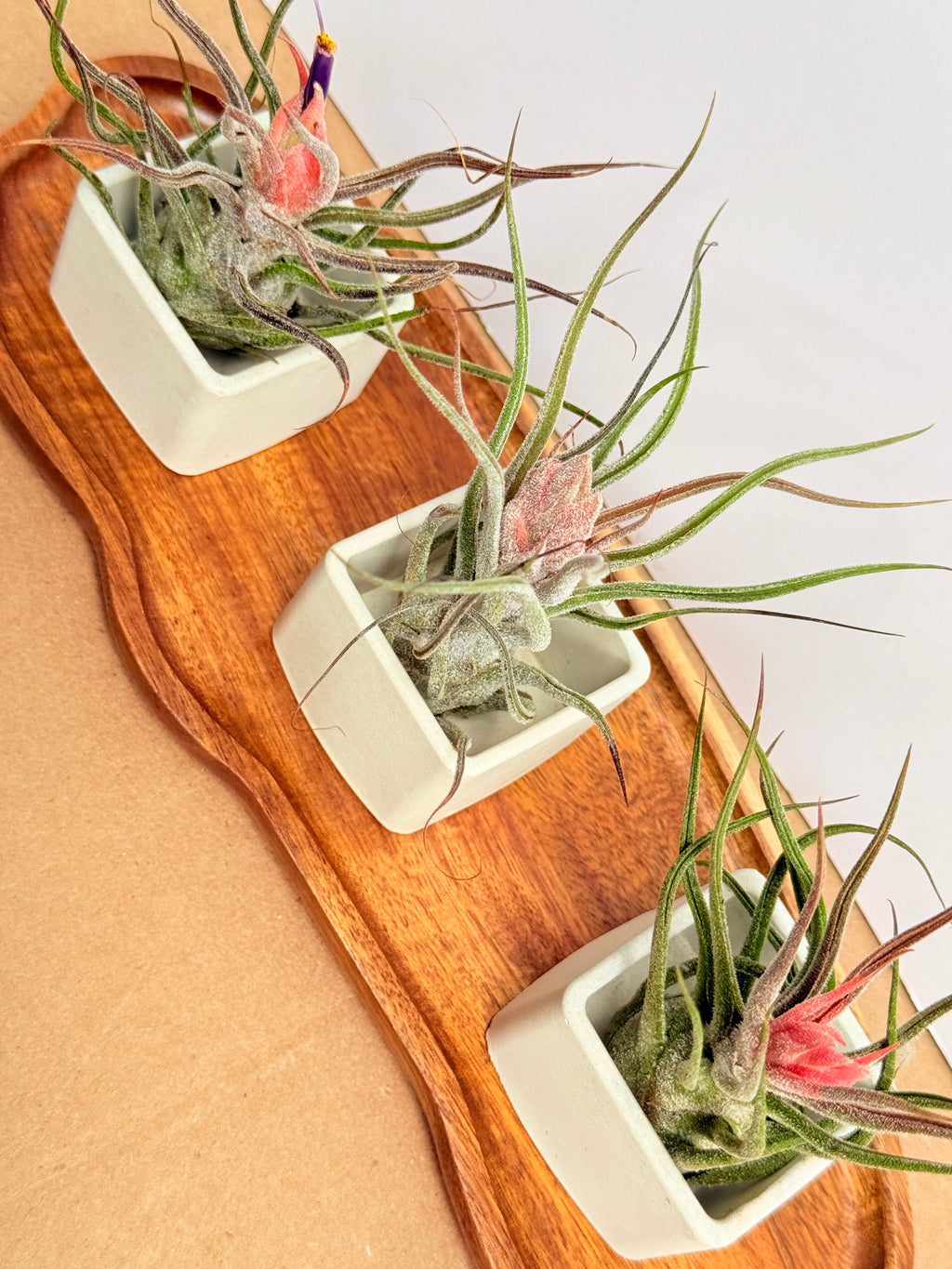 Kit Till. Mini 3x3 + materas + madera bandeja