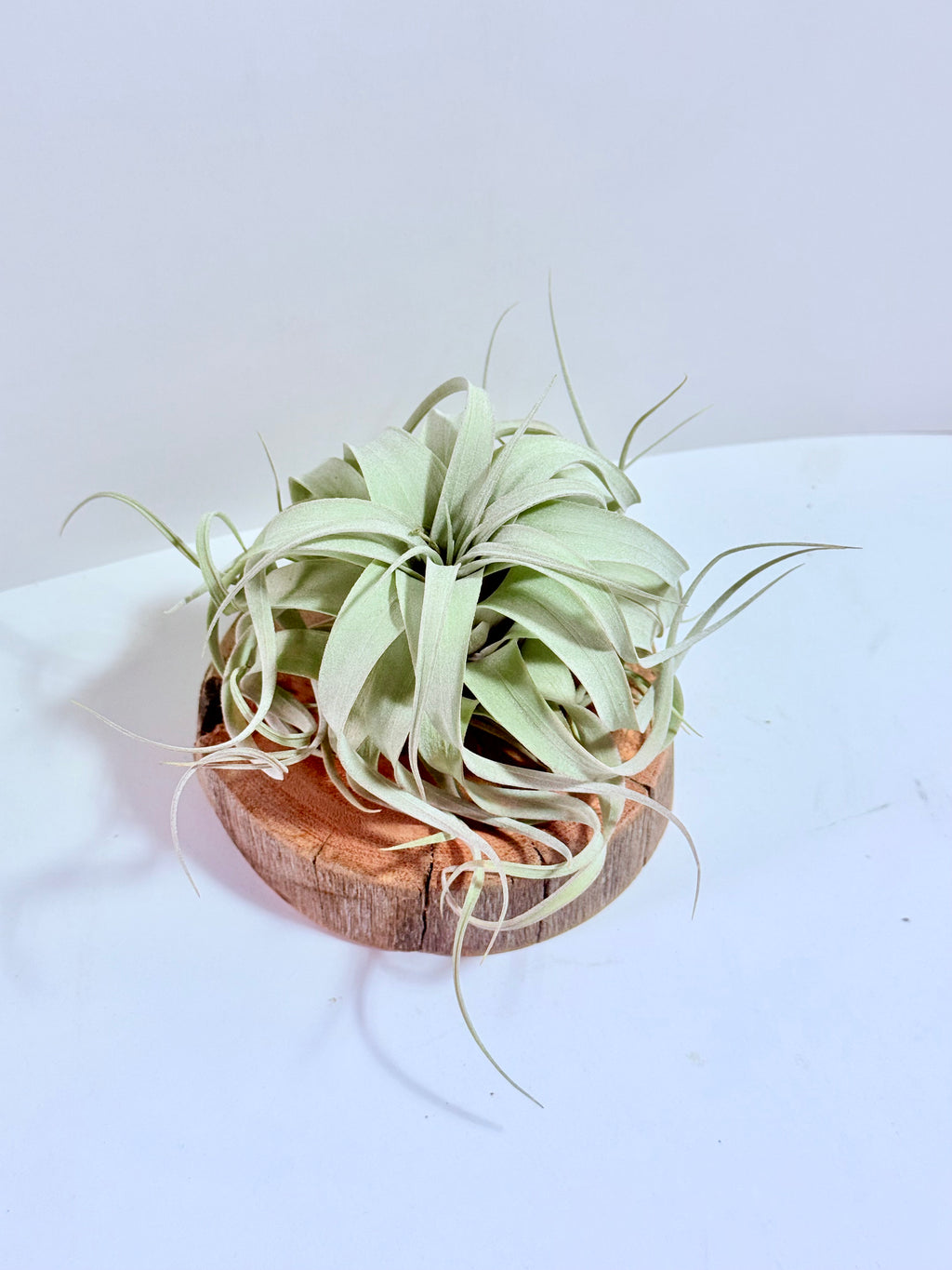 Till. Xerographica S + rodaja de madera