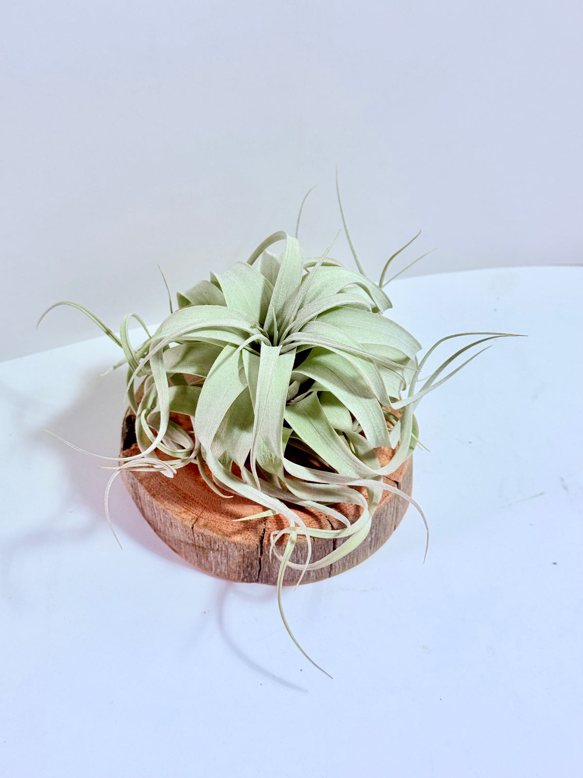 Till. Xerographica S + rodaja de madera