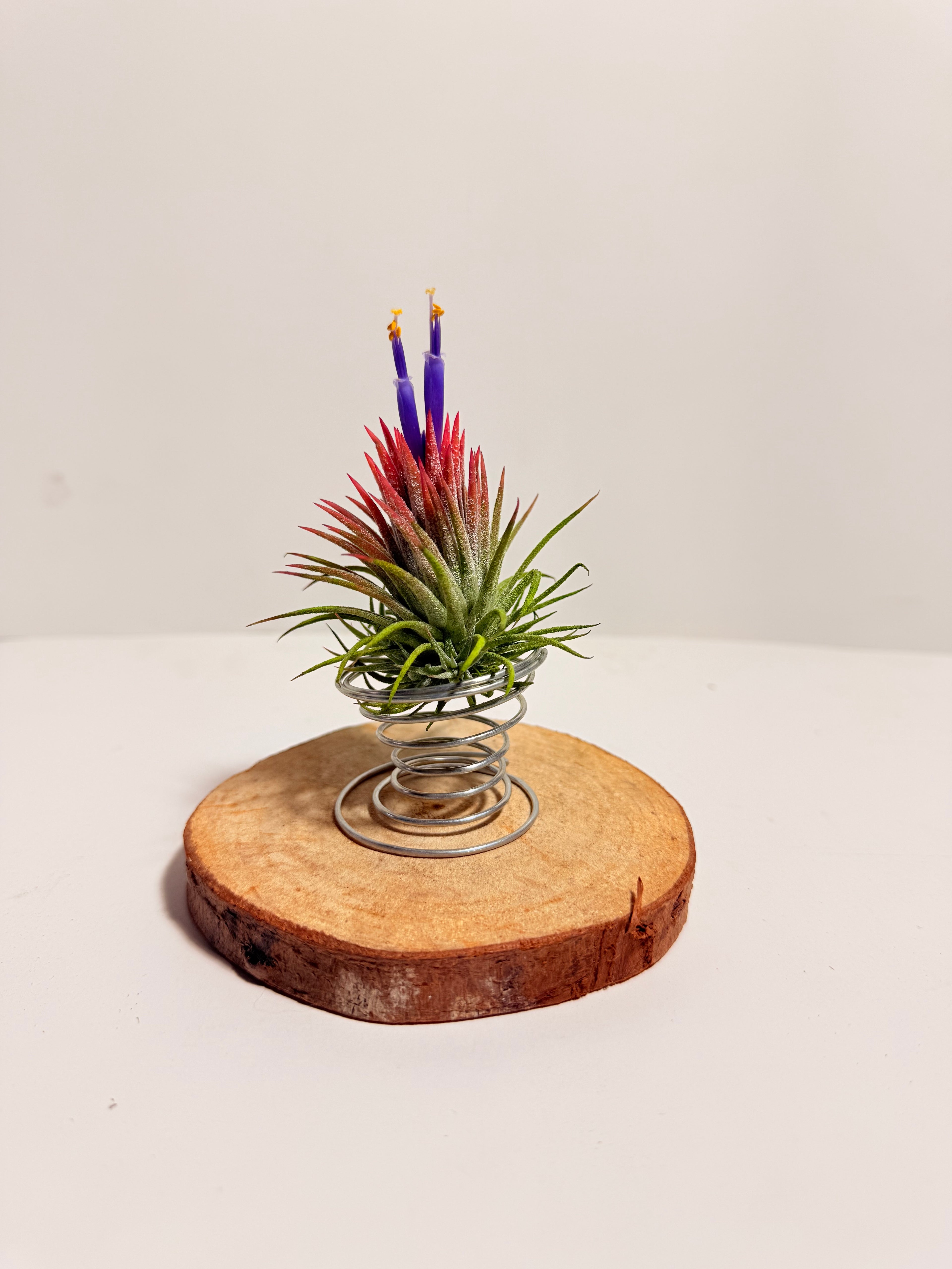 Till. Ionantha red + matera