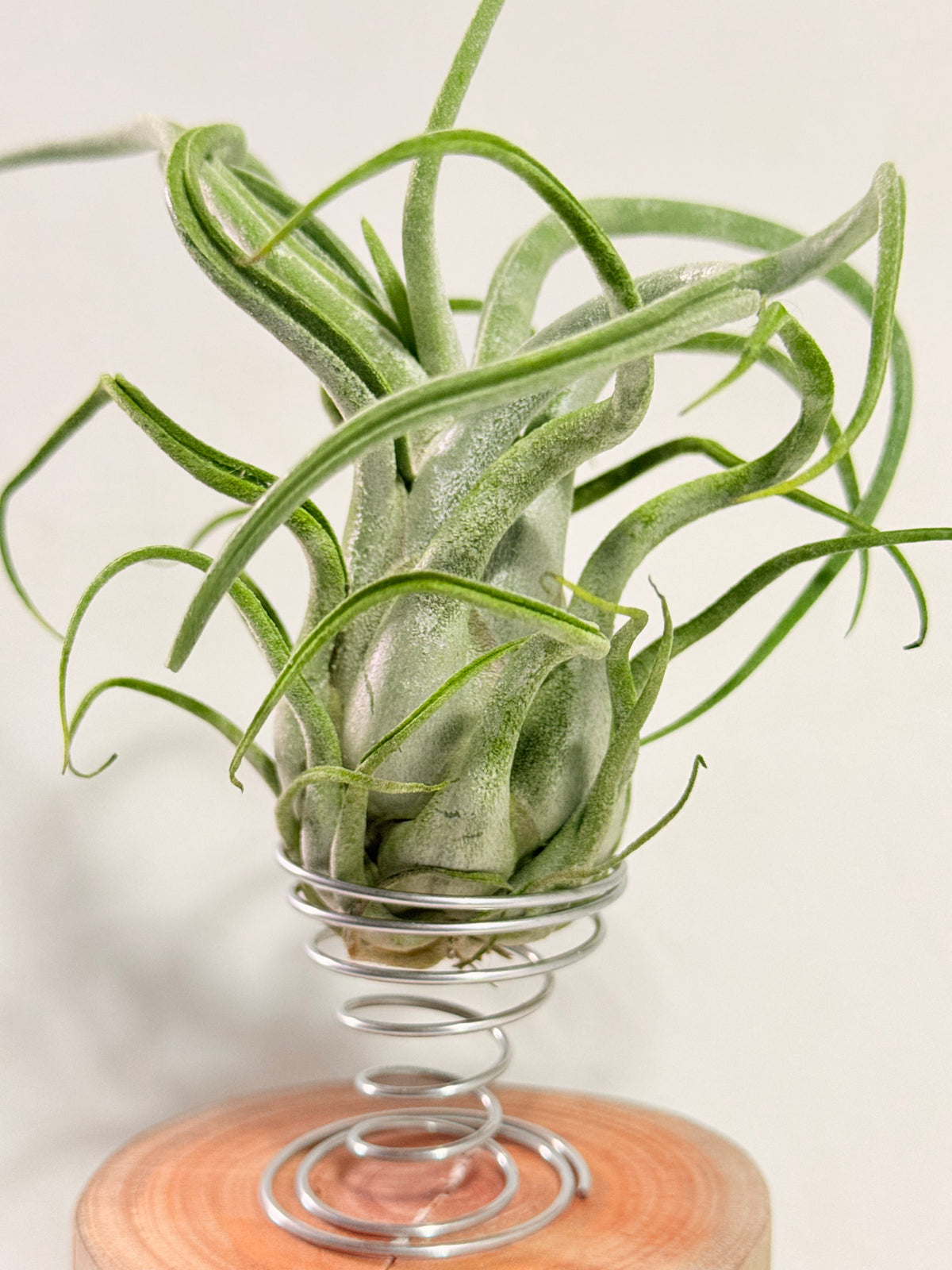 Tillandsia Caput medusae + rodaja madera + espiral