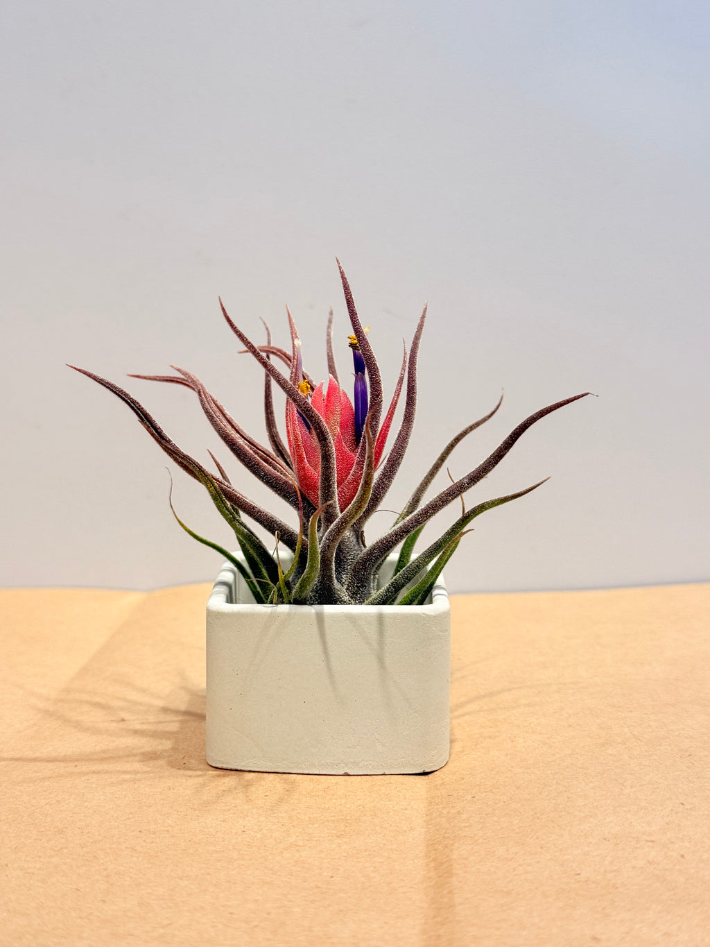 Till. Colección 3.3 + materas